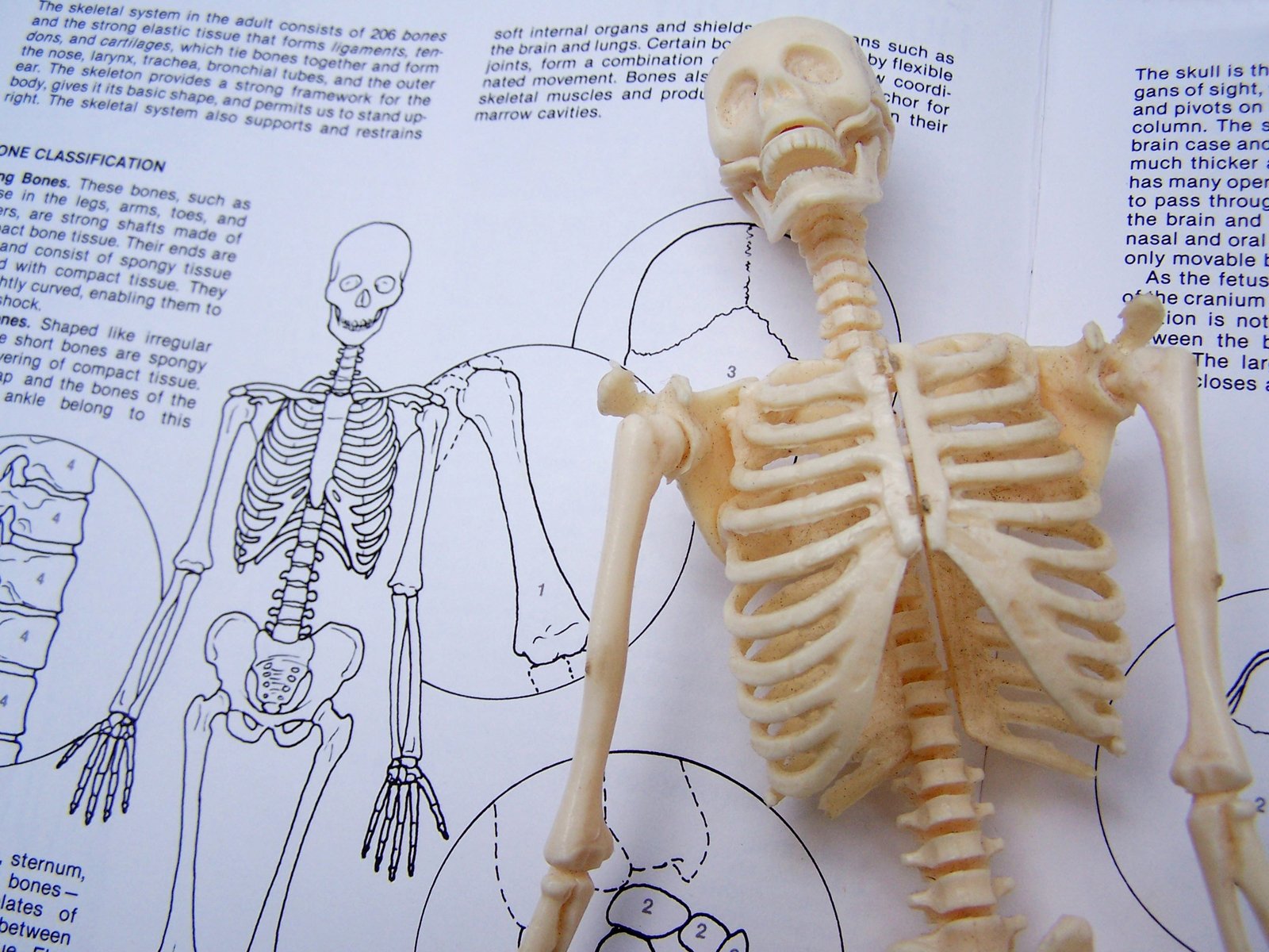 Skeleton Study 1 Free