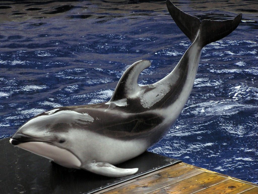 Atlantic White Sided Dolphin. Dolphin facts, Dolphins, Sea mammal