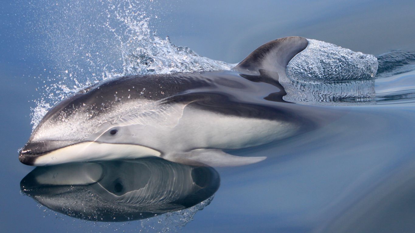Sea Riously Cool Pacific White Sided Dolphin Facts