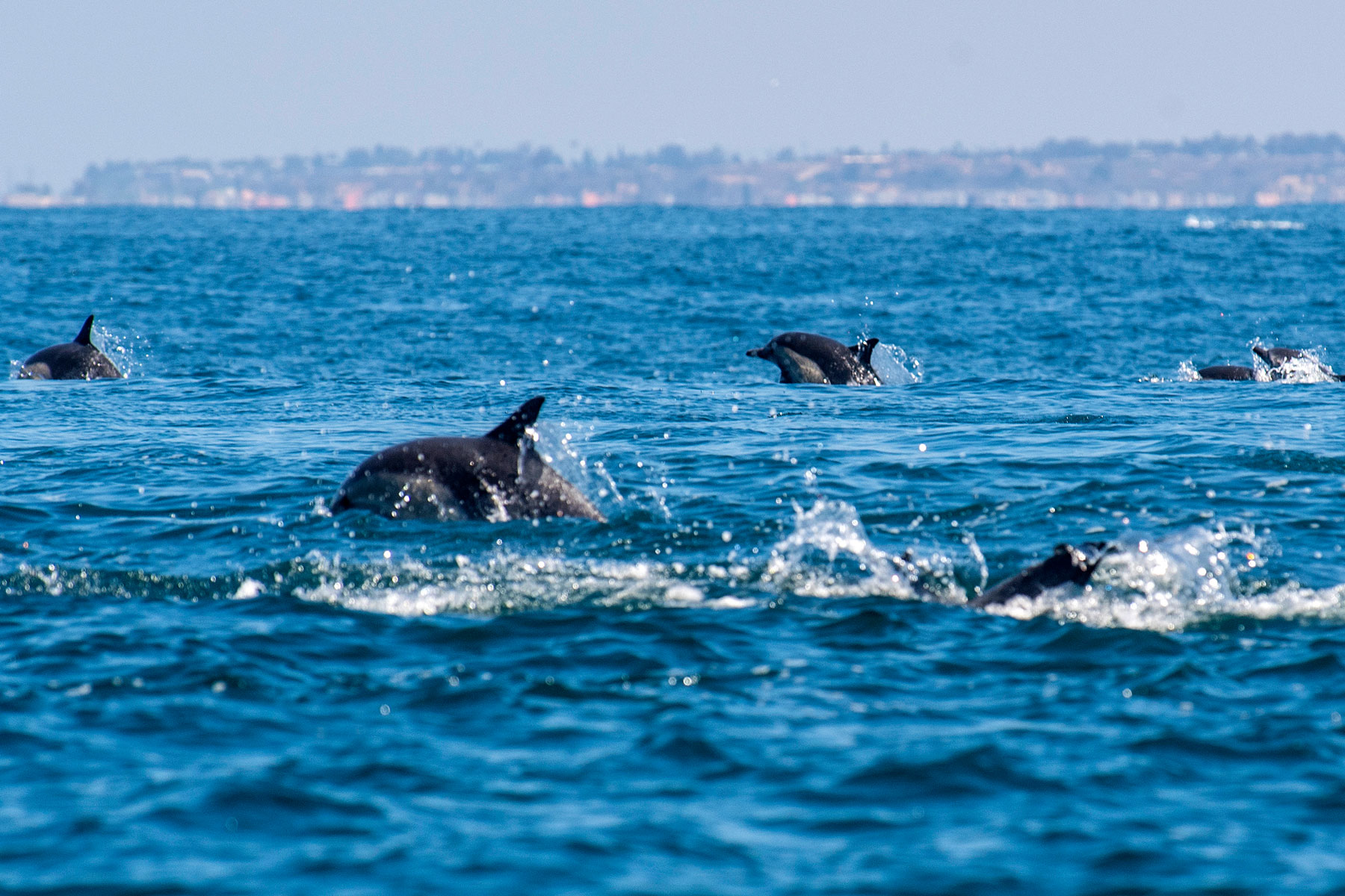 Thousands of Dolphins 'Stampede' Off the Coast of California the Incredible Video. Travel + Leisure