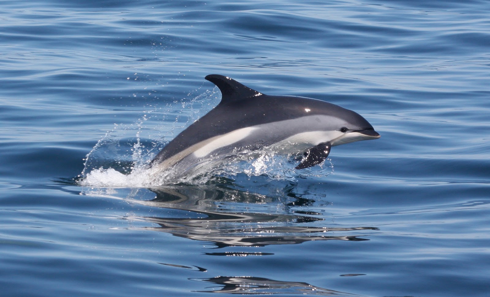 Atlantic White Sided Dolphin Facts, History, Useful Information And Amazing Picture