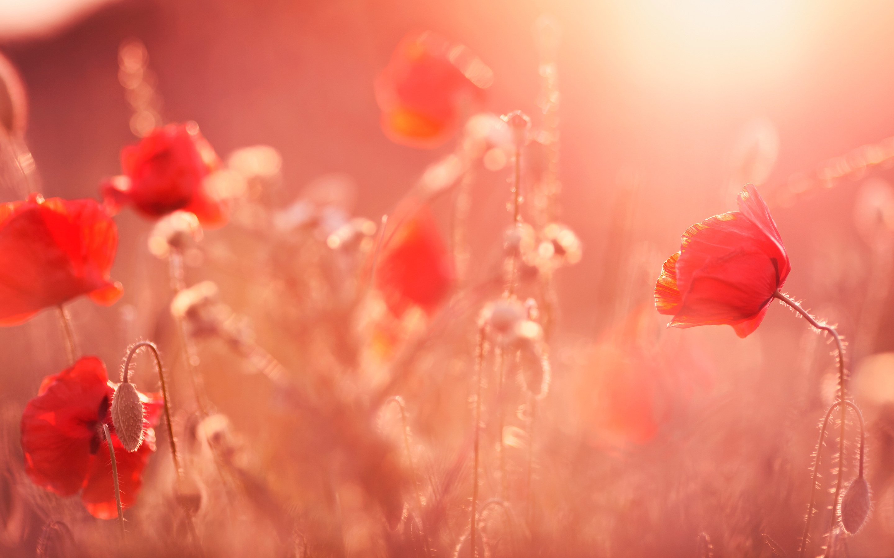 Summer Flowes 4k Macbook Pro Retina HD 4k Wallpaper, Image, Background, Photo and Picture