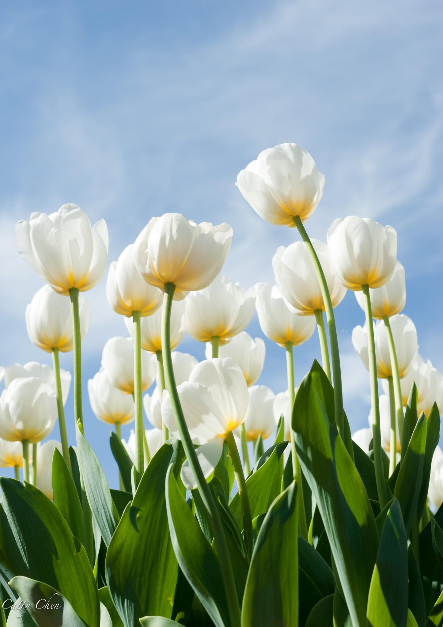 White Tulips Stock Photo  Download Image Now  Tulip Agricultural Field  White Color  iStock
