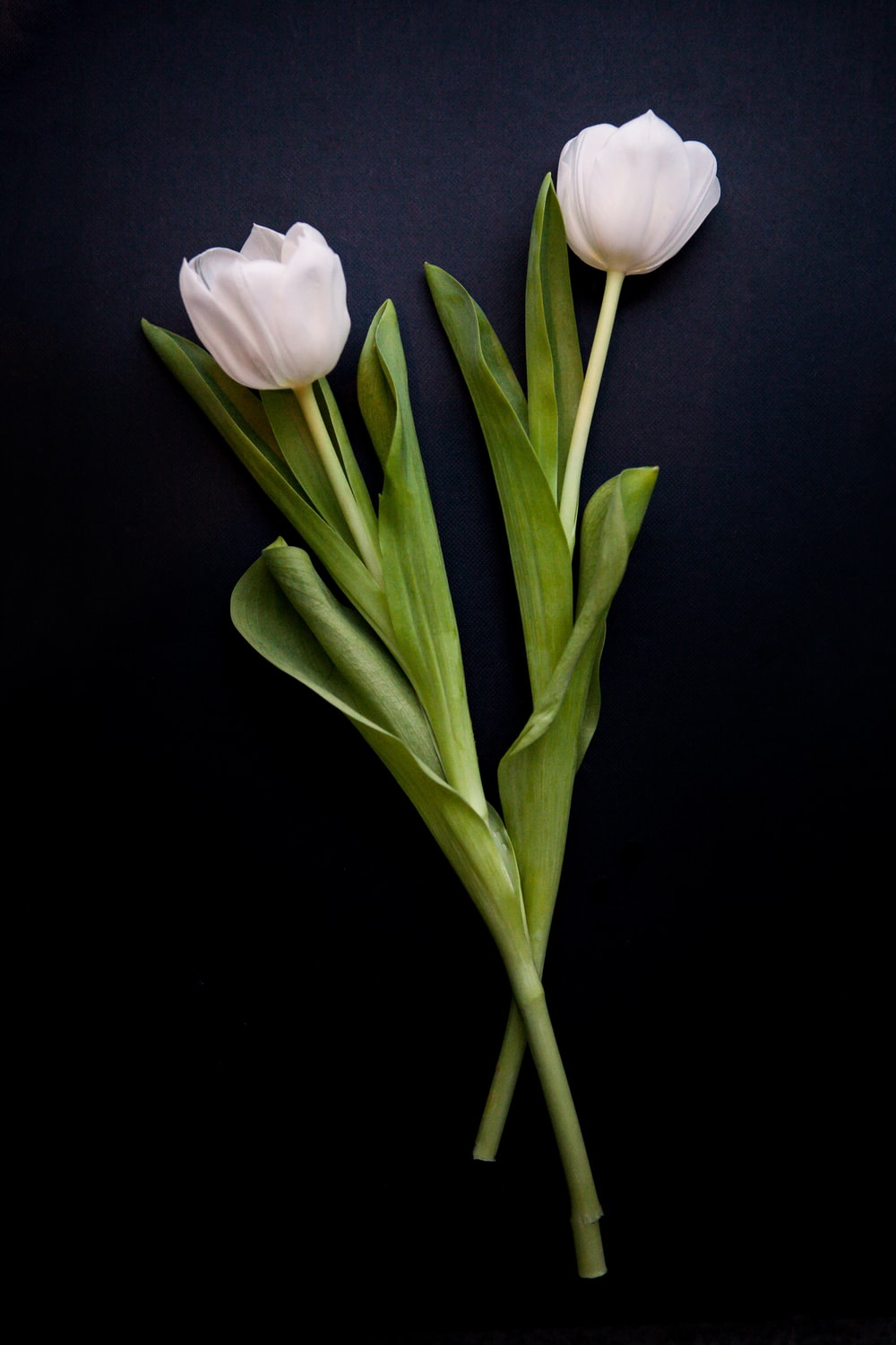 White Tulip Picture. Download Free Image