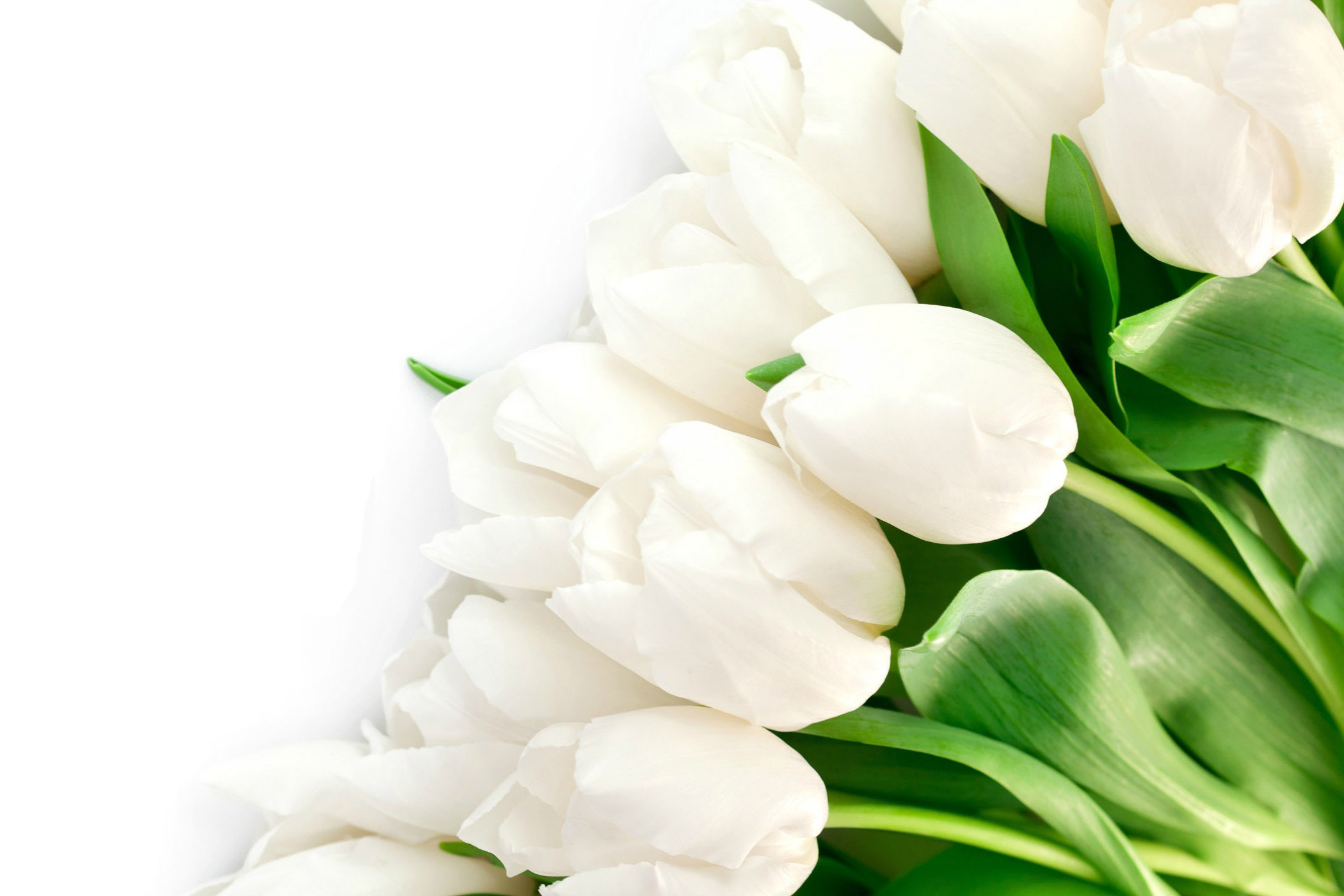 Hd Wallpaper Lovely White Tulips Image Free