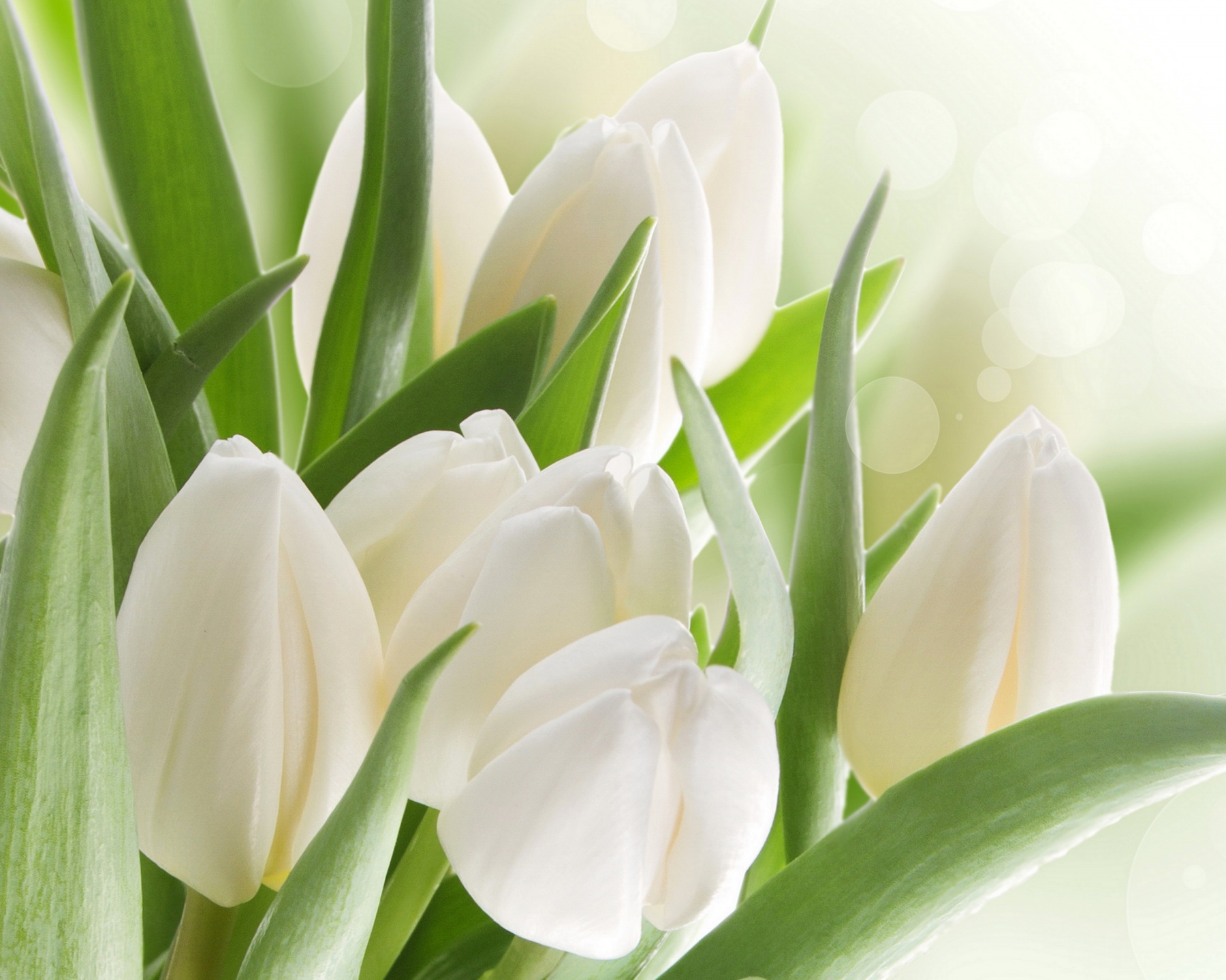 image White Tulips flower Closeup 1800x1440