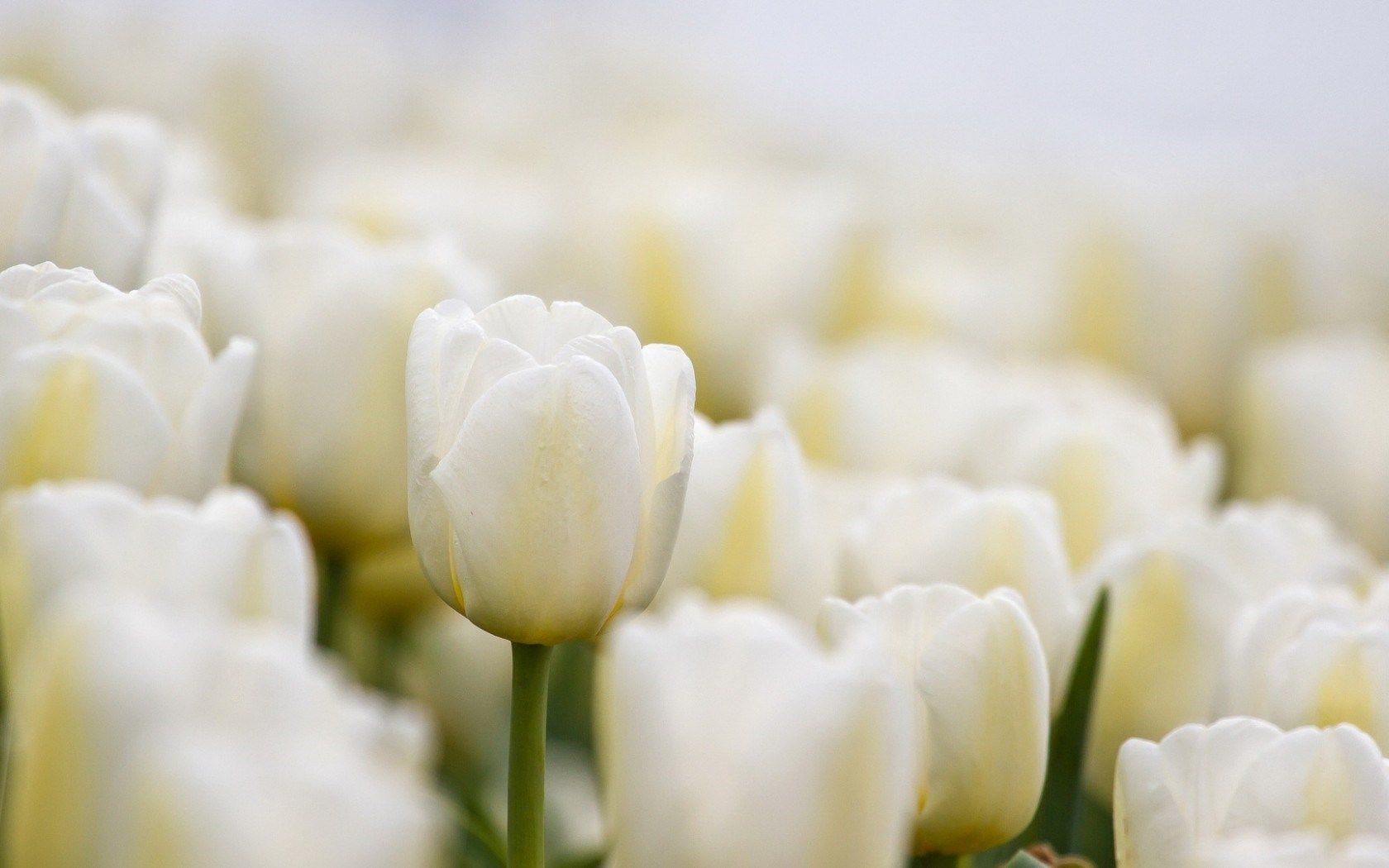 White Tulips Wallpaper Free White Tulips Background