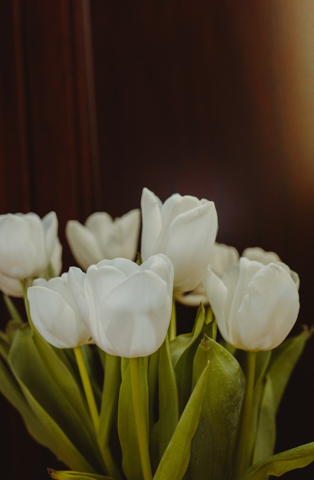White Tulip Picture. Download Free Image