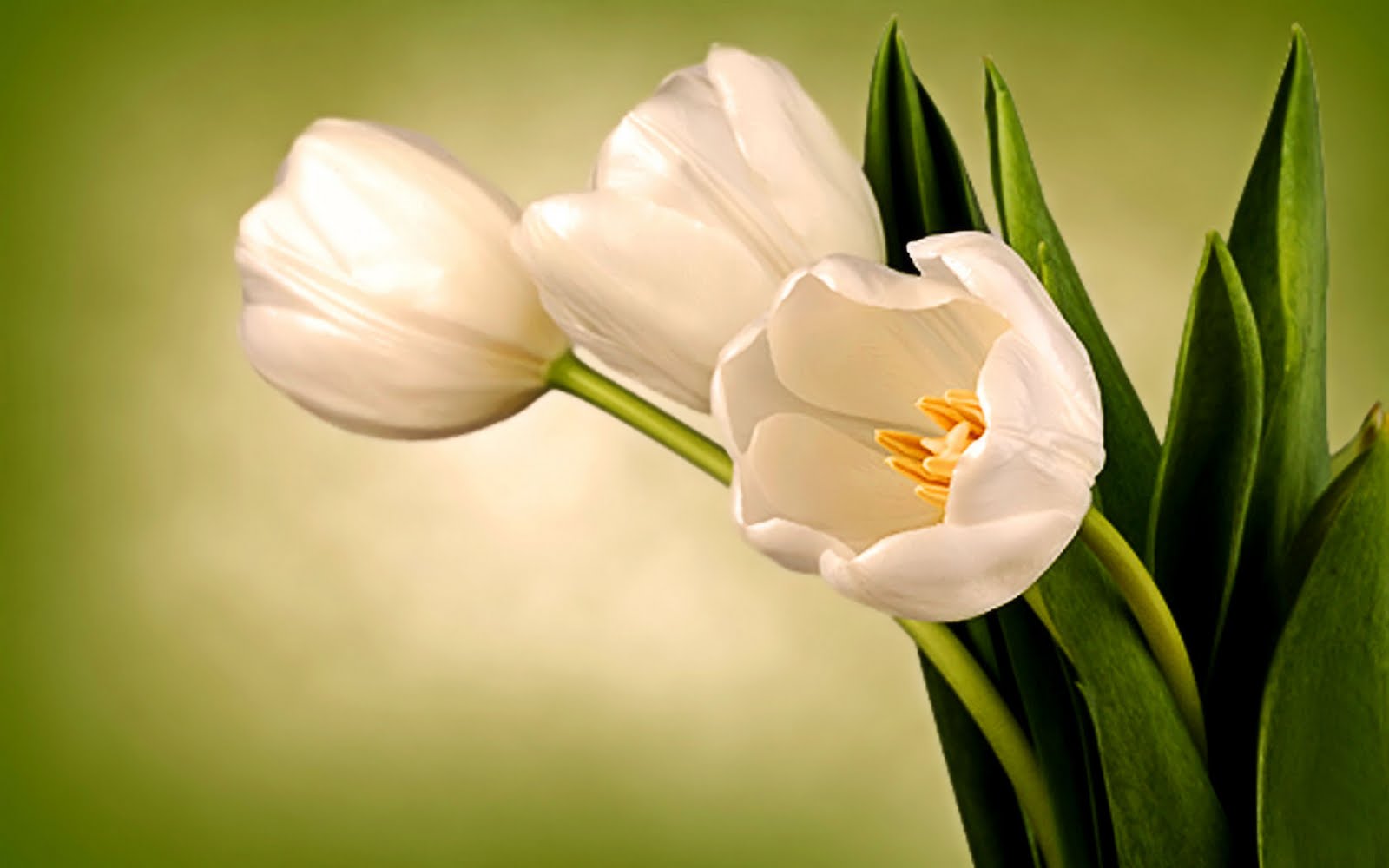 Lilly Of The Valley White Tulips Nice Desktop Picture Free HD