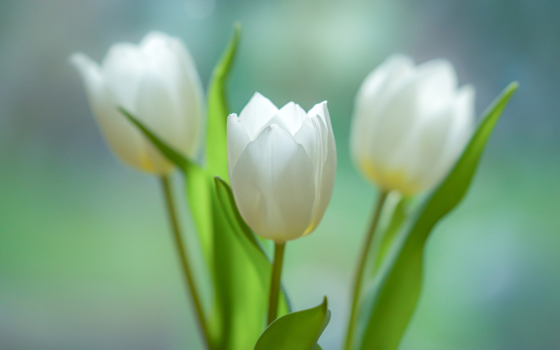 Download wallpaper white tulips, spring, white flowers, tulips, bouquet for desktop with resolution 1920x1200. High Quality HD picture wallpaper