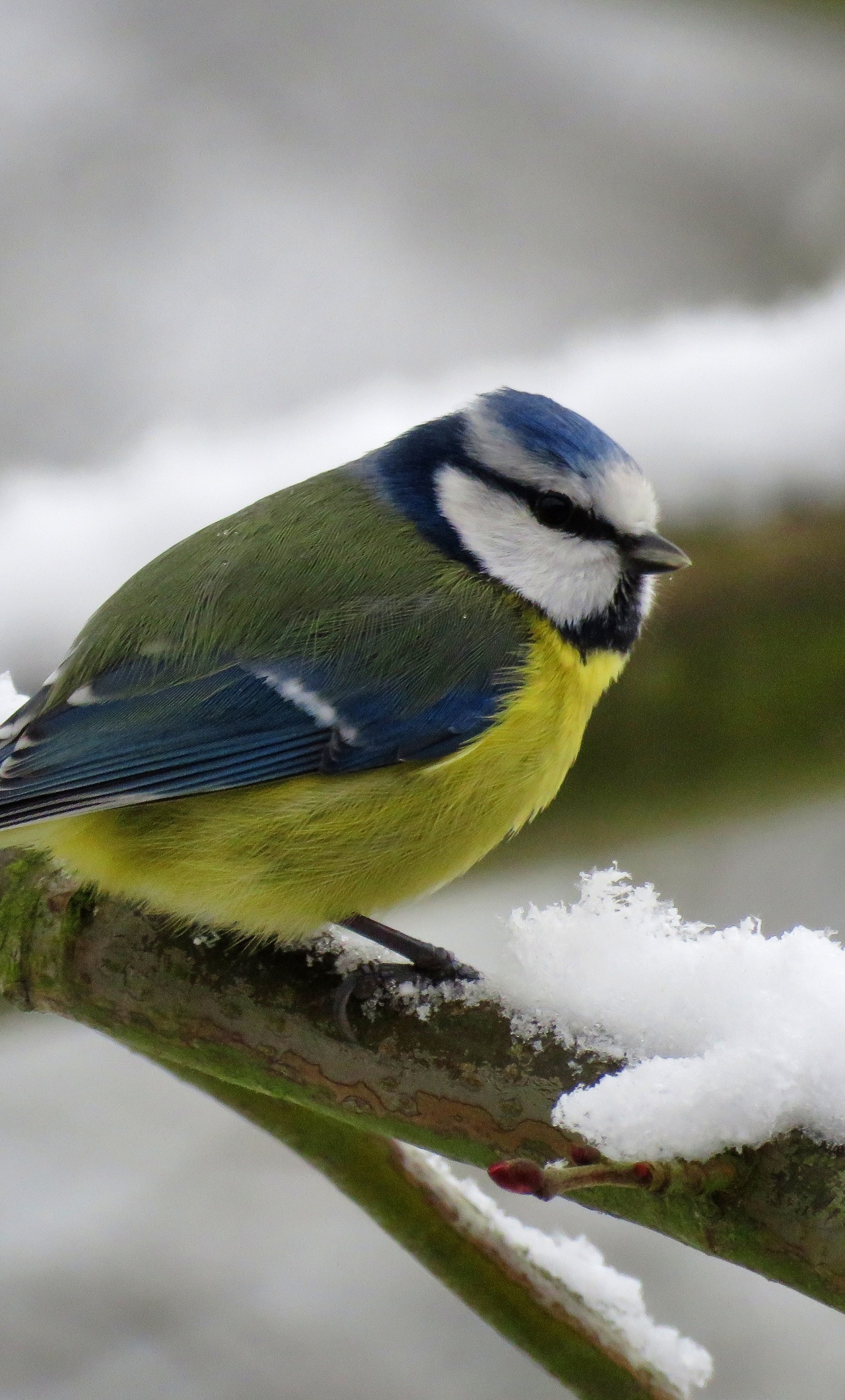 Eurasian Blue Tit Wallpapers Wallpaper Cave