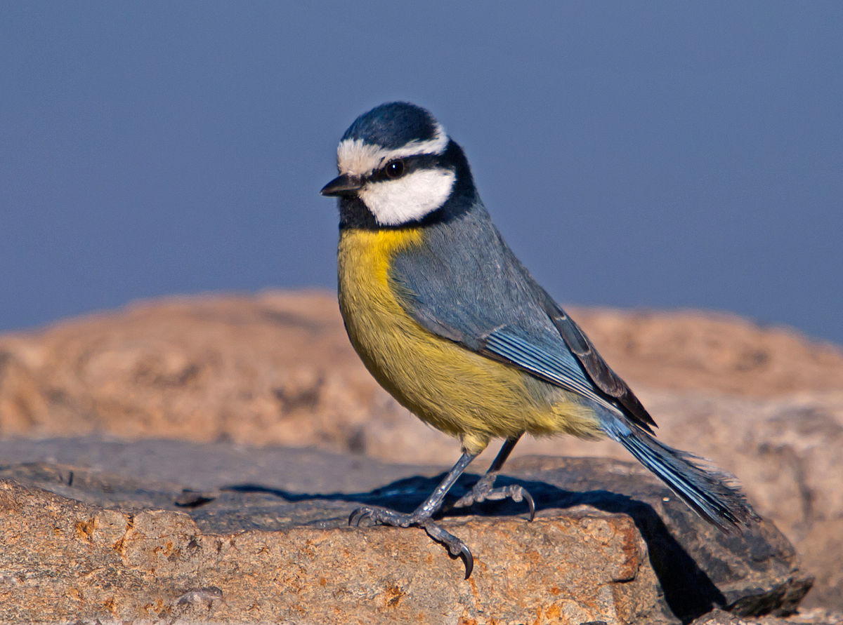 Eurasian Blue Tit Wallpapers Wallpaper Cave