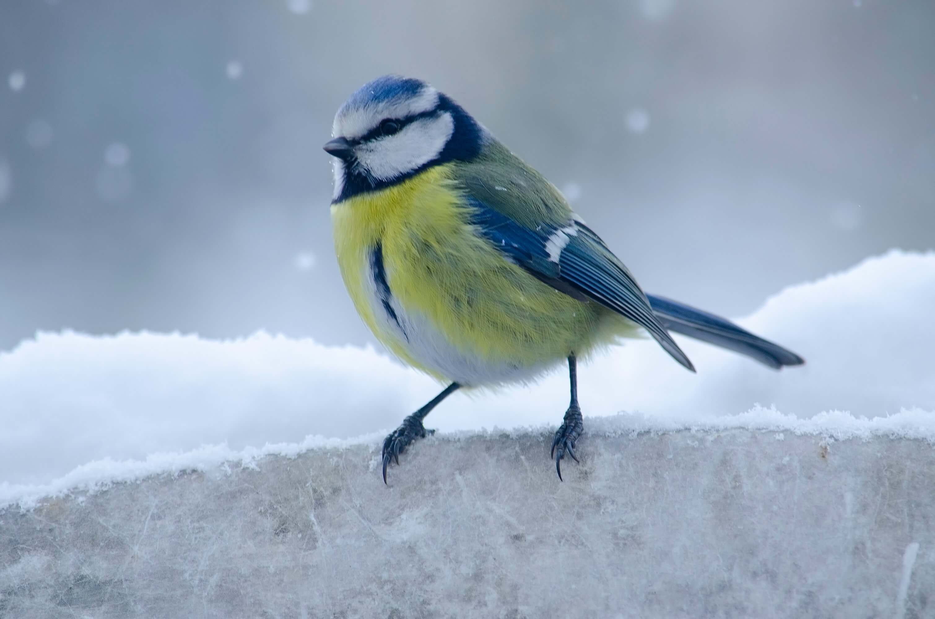 Eurasian Blue Tit Wallpapers Wallpaper Cave