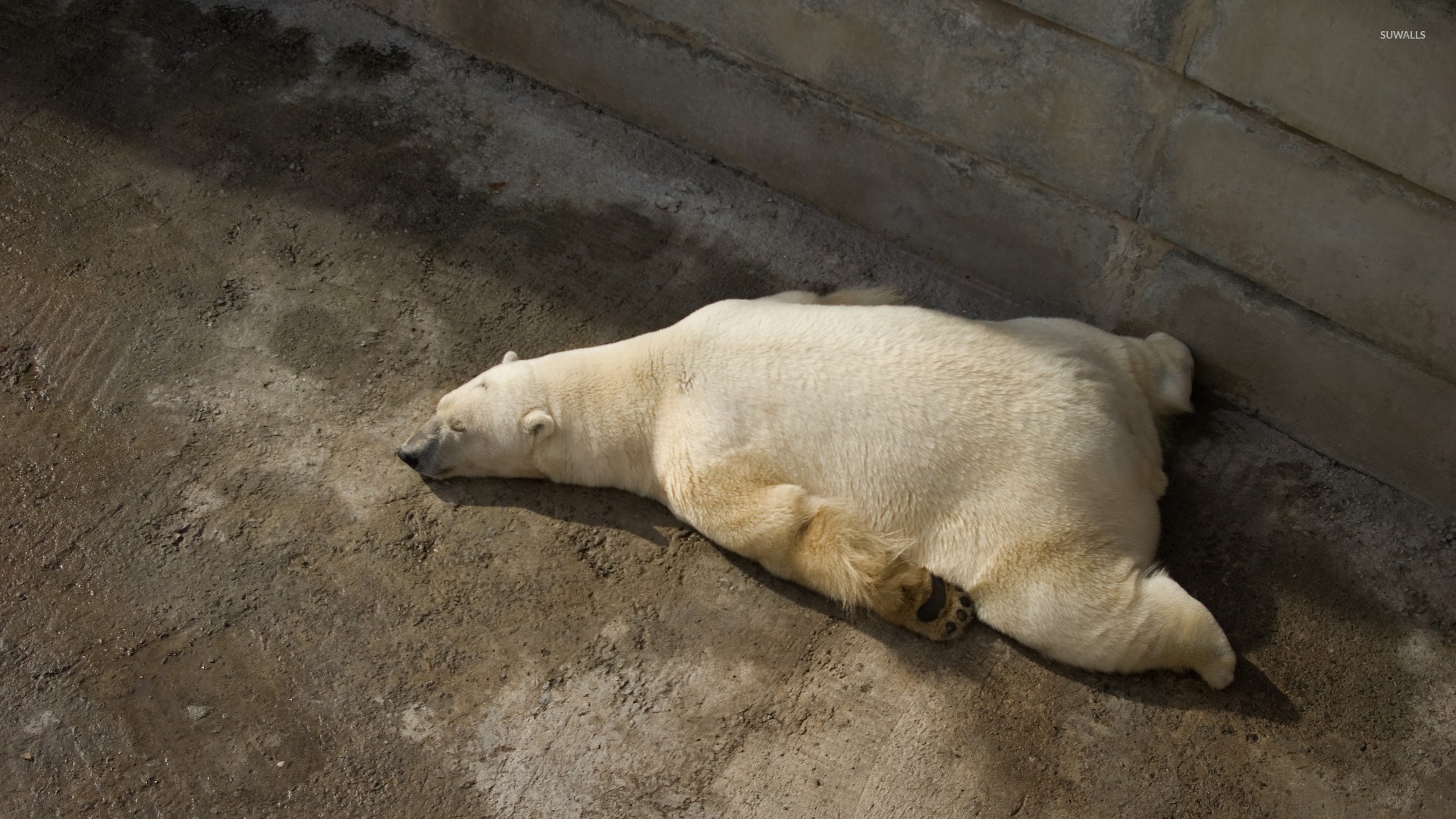 Tired polar bear wallpaper wallpaper