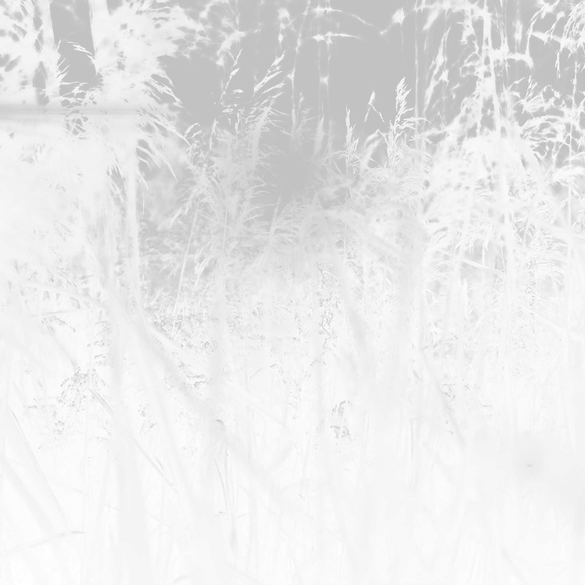 Sunset Nature Flower Fall Mountain Field White Bw Flare Wallpaper