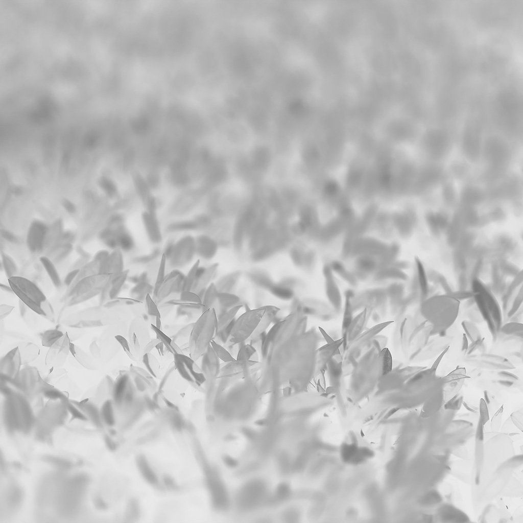Leaf Spring White Nature Young Bokeh iPad Wallpaper Free Download