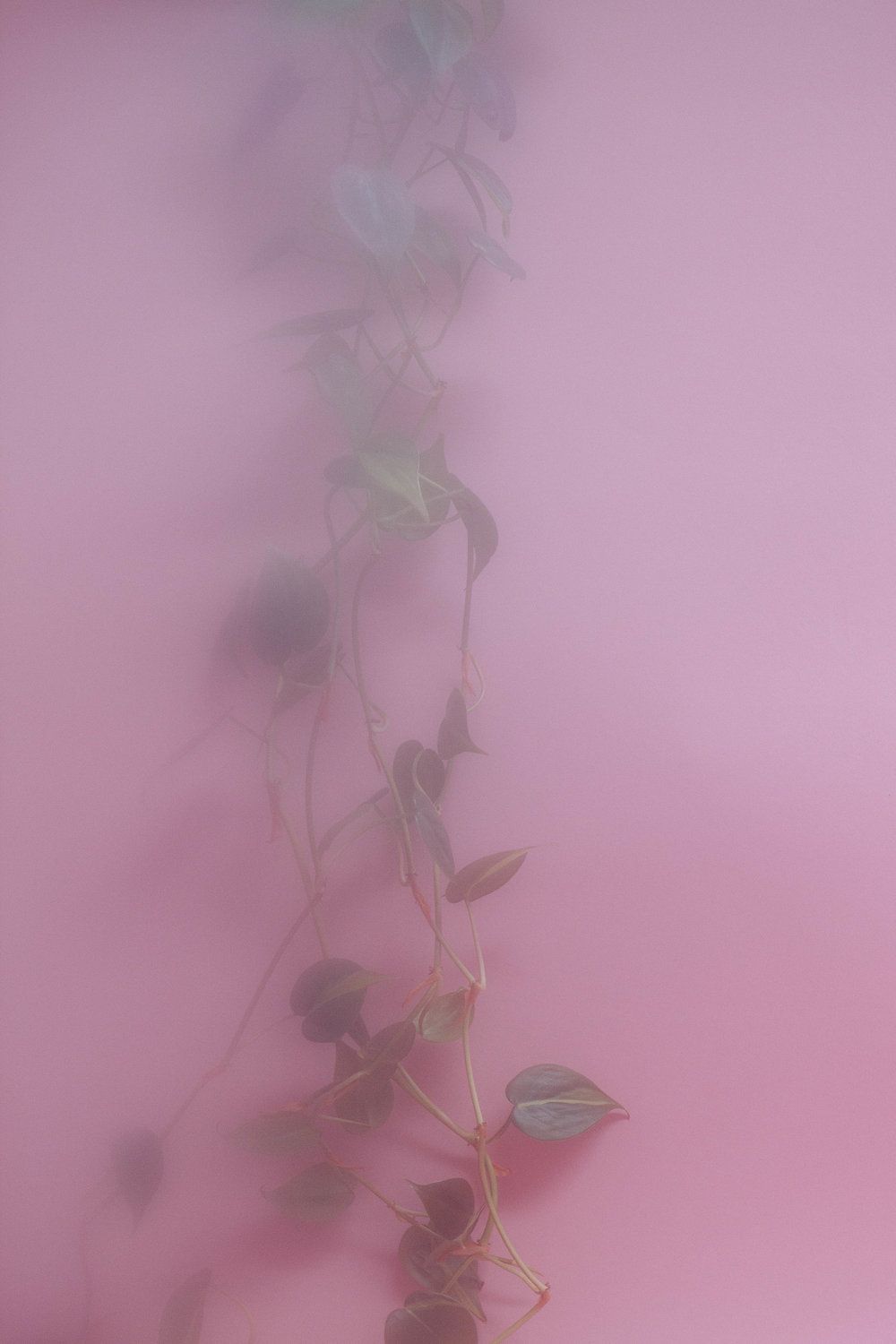 Plants on pink