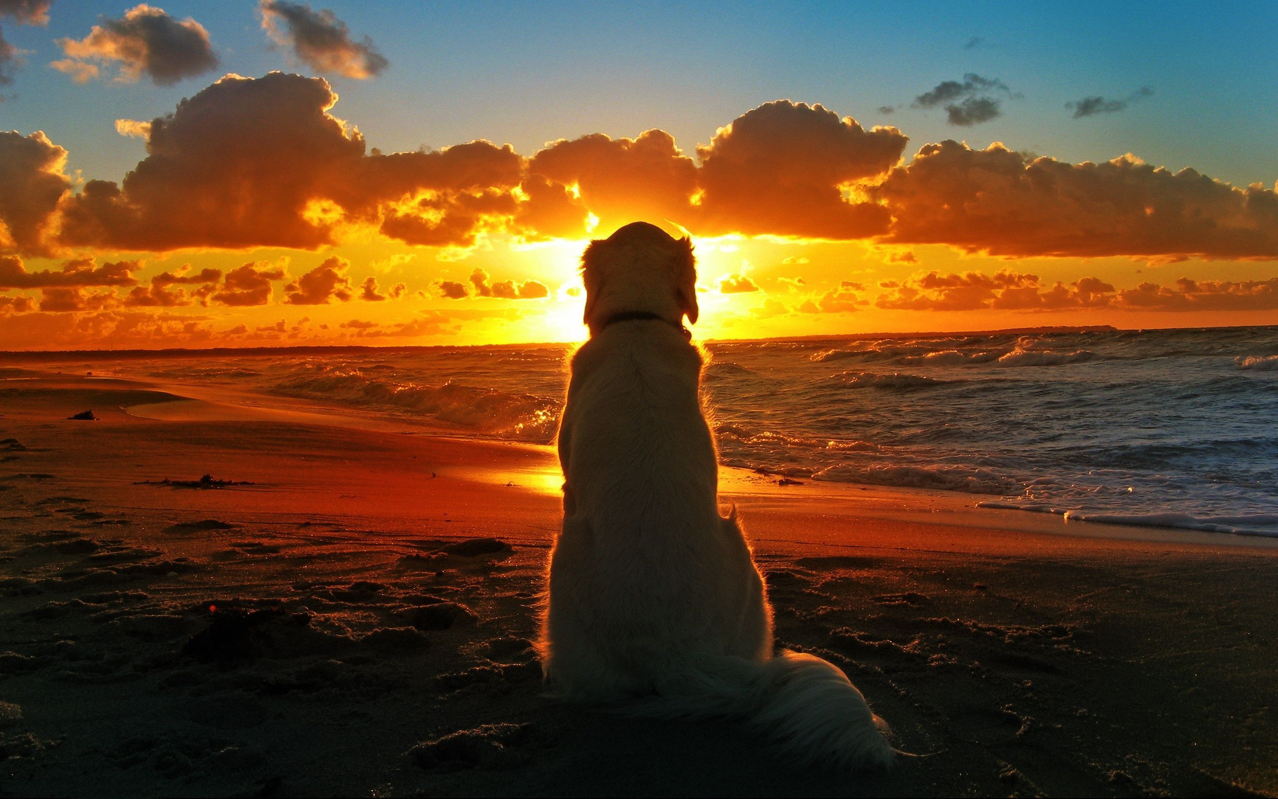 Dog Beach Sunset Wallpaper Free Dog Beach Sunset Background