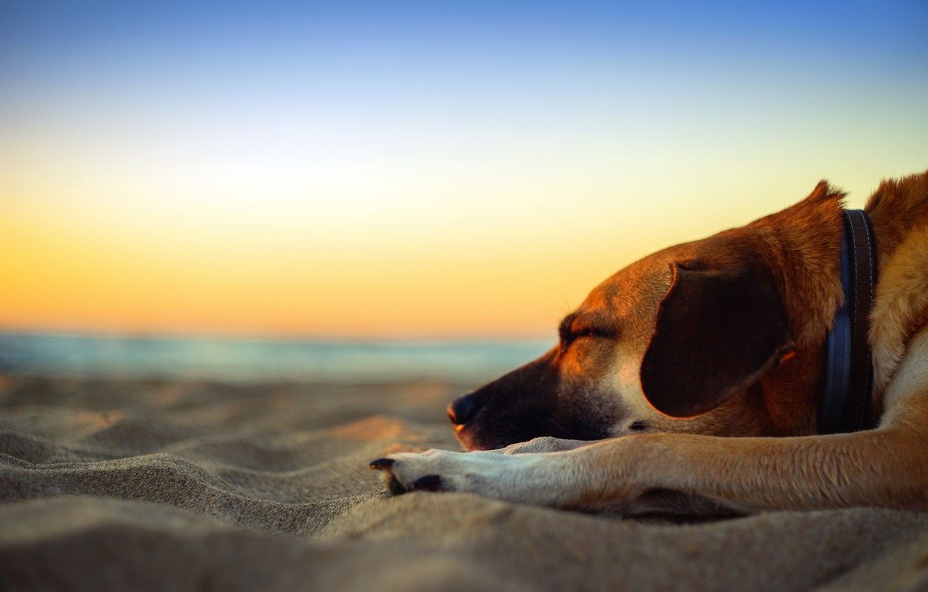 dog beach sunset