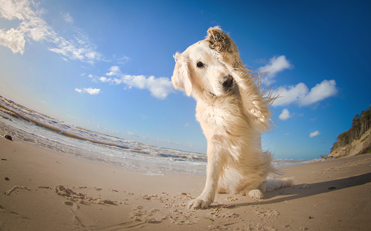 Photos Retriever dog beaches Sky animal