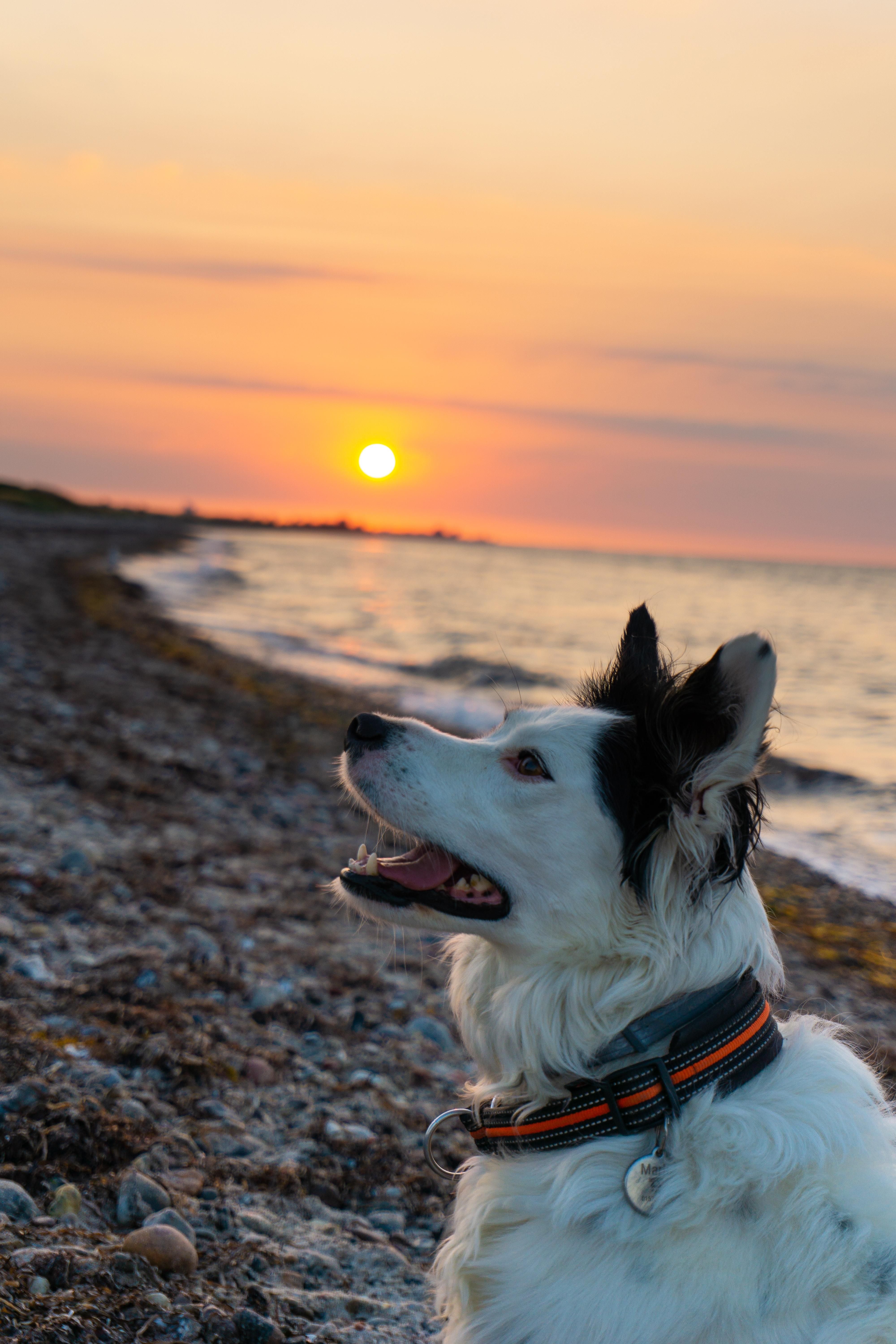 My dog posing at the beach in front of a sunset. #dogpicture #dogs #aww #cuteanimals #dogsoftwitter #dog #cute. Dog beach, Dog photohoot, Dog poses
