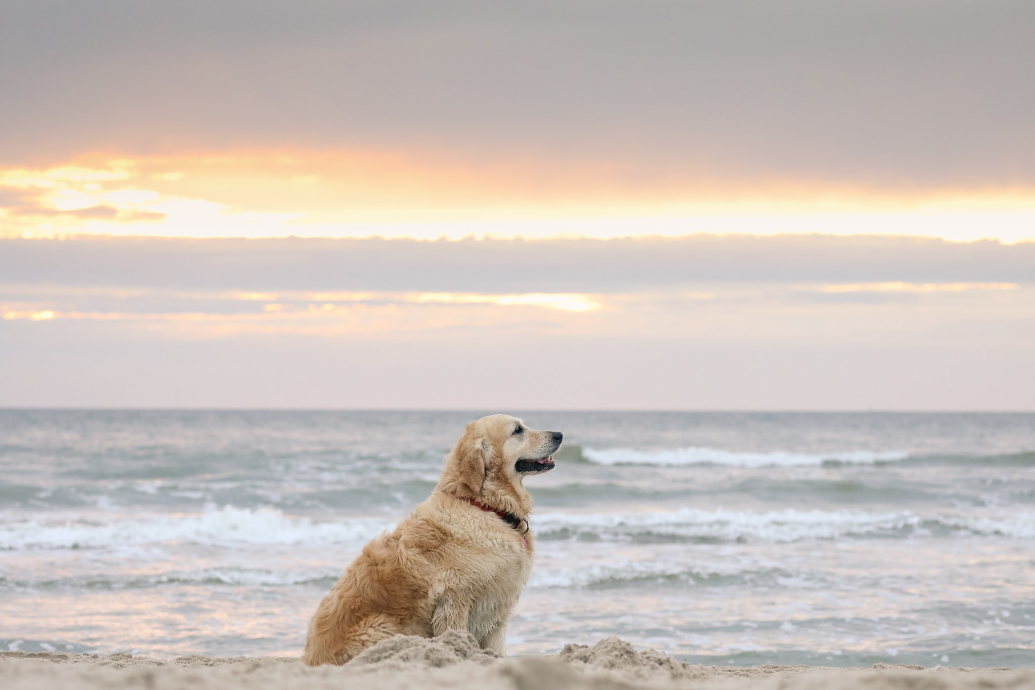 Beach Dog Golden Retriever Horizon Ocean Sand Wallpaper:2048x1365