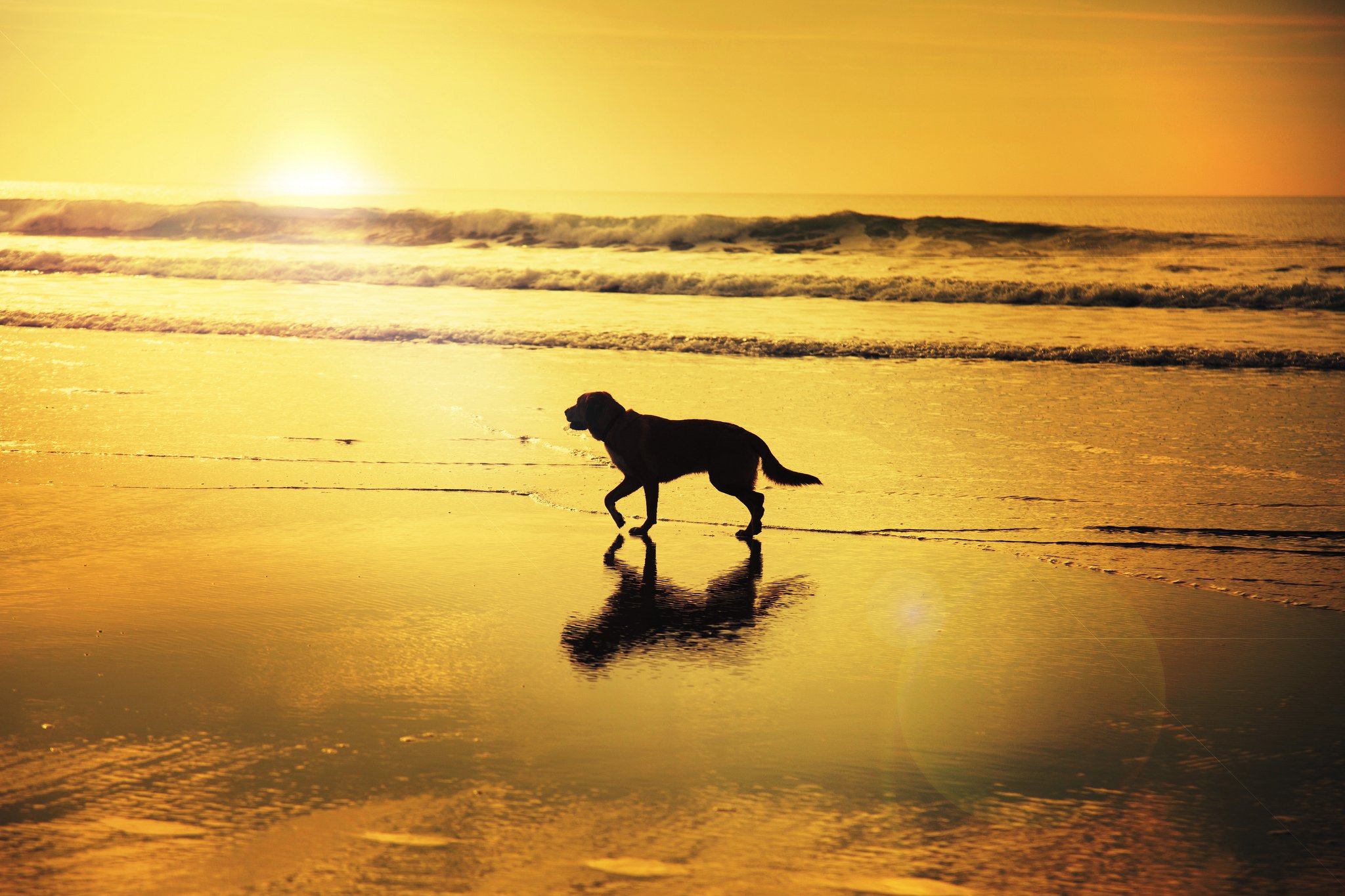 Dog At Beach Wallpapers - Wallpaper Cave