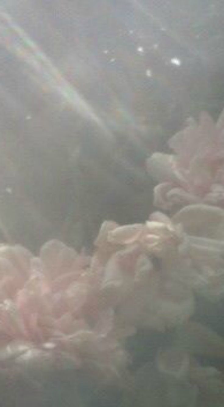 Dreamy ethereal flowers. Nature inspiration, Wall coverings, Imagine