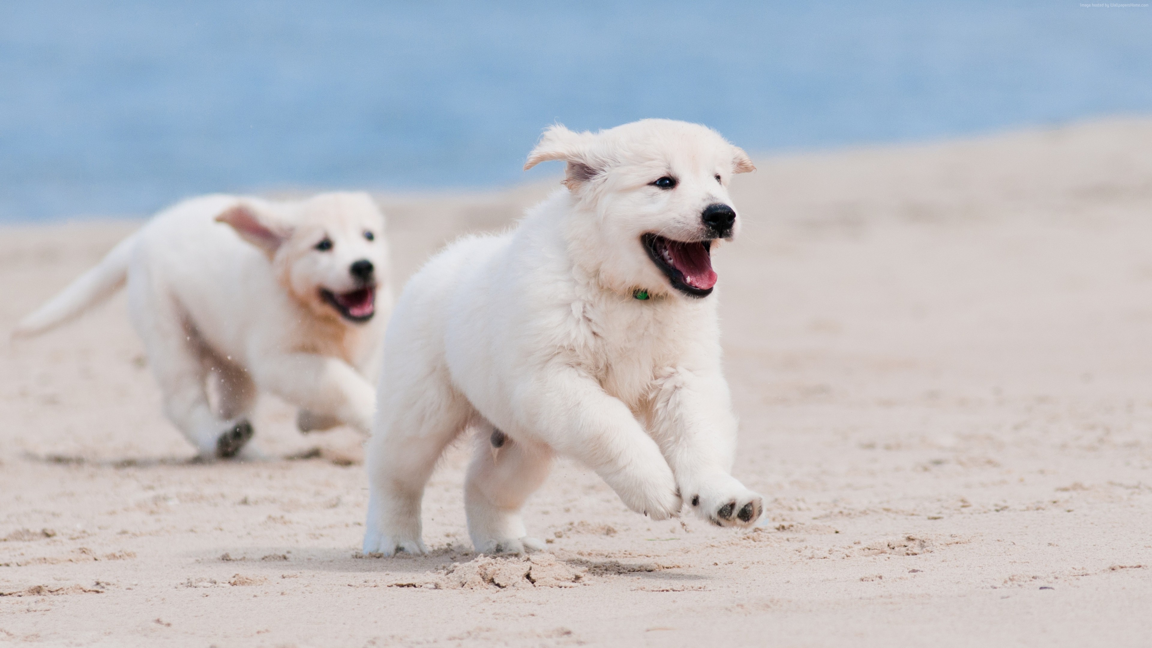 Puppy On Beach Wallpaper & Background Download