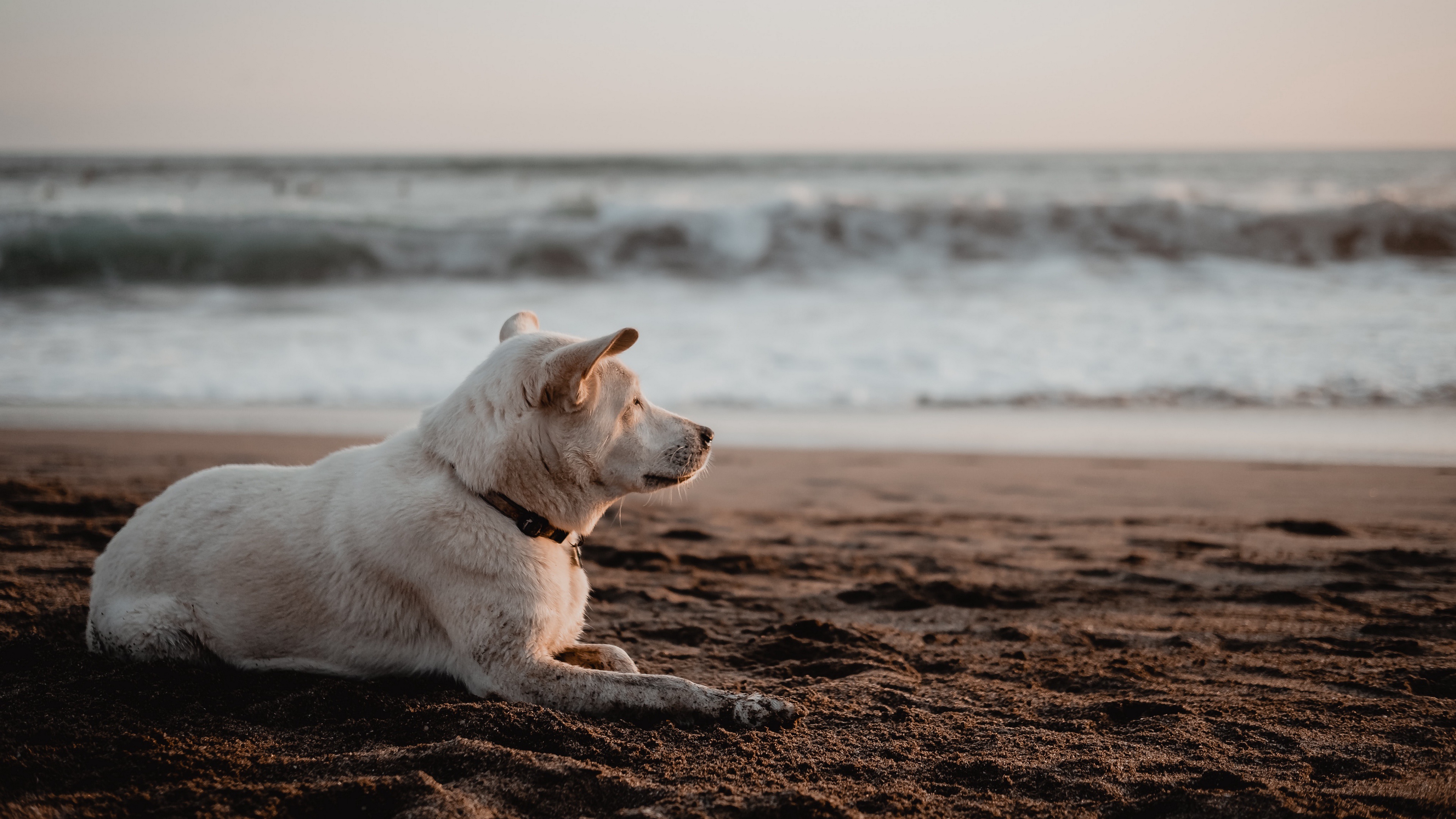 Dog on a beach watching the horizon 4k Ultra HD Wallpaper