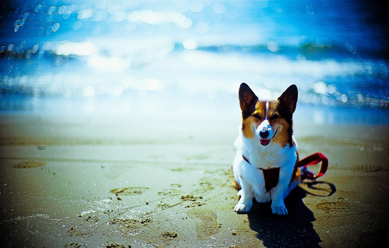 Wallpaper beach, each, the ocean, dog, bokeh image for desktop, section собаки