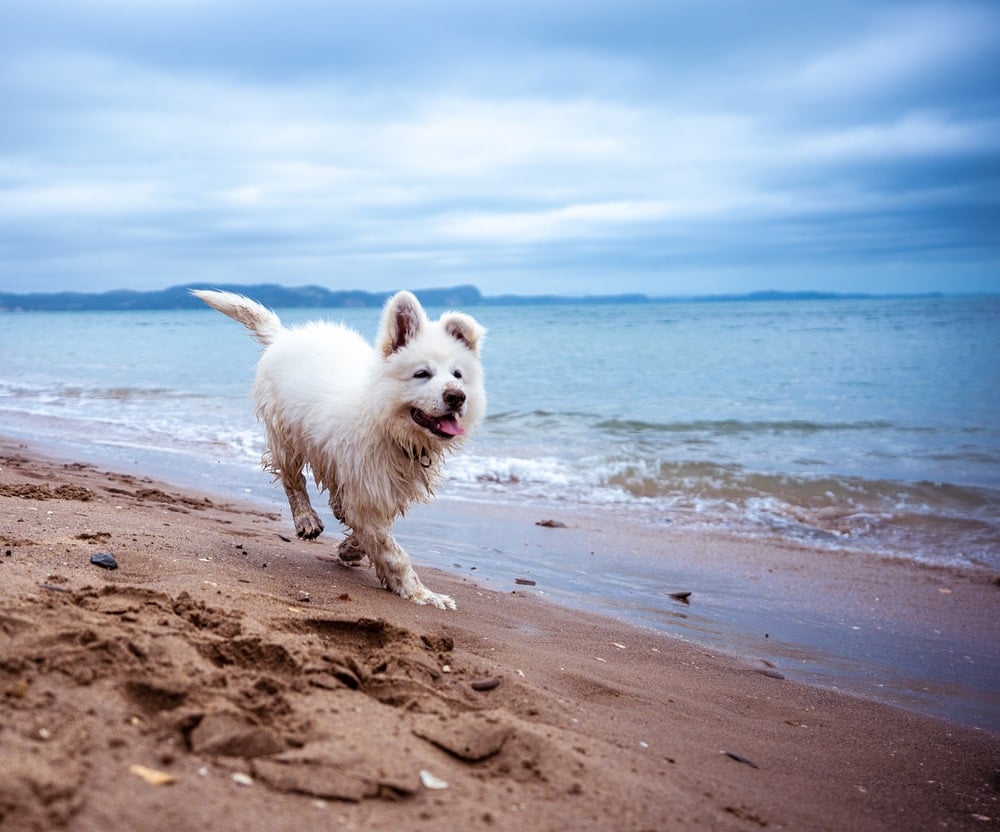Dog Beach Picture. Download Free Image