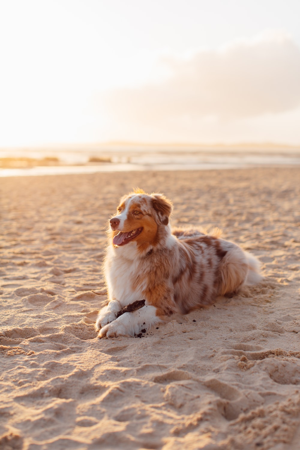 white and brown long coated dog sitting on brown sand during daytime photo