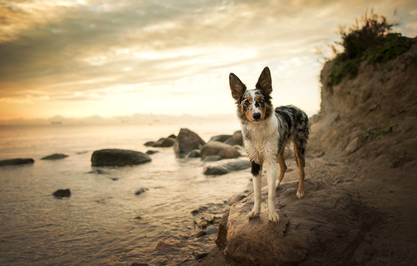 Wallpaper beach, the sky, look, face, clouds, nature, pose, stones, background, shore, dog, walk, pond, the border collie image for desktop, section собаки