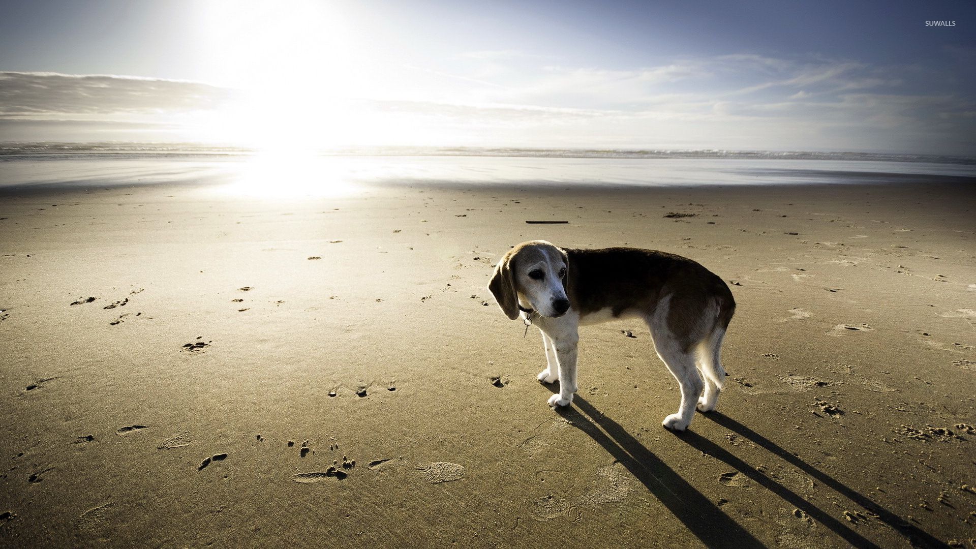 Happy dog on the beach wallpaper wallpaper