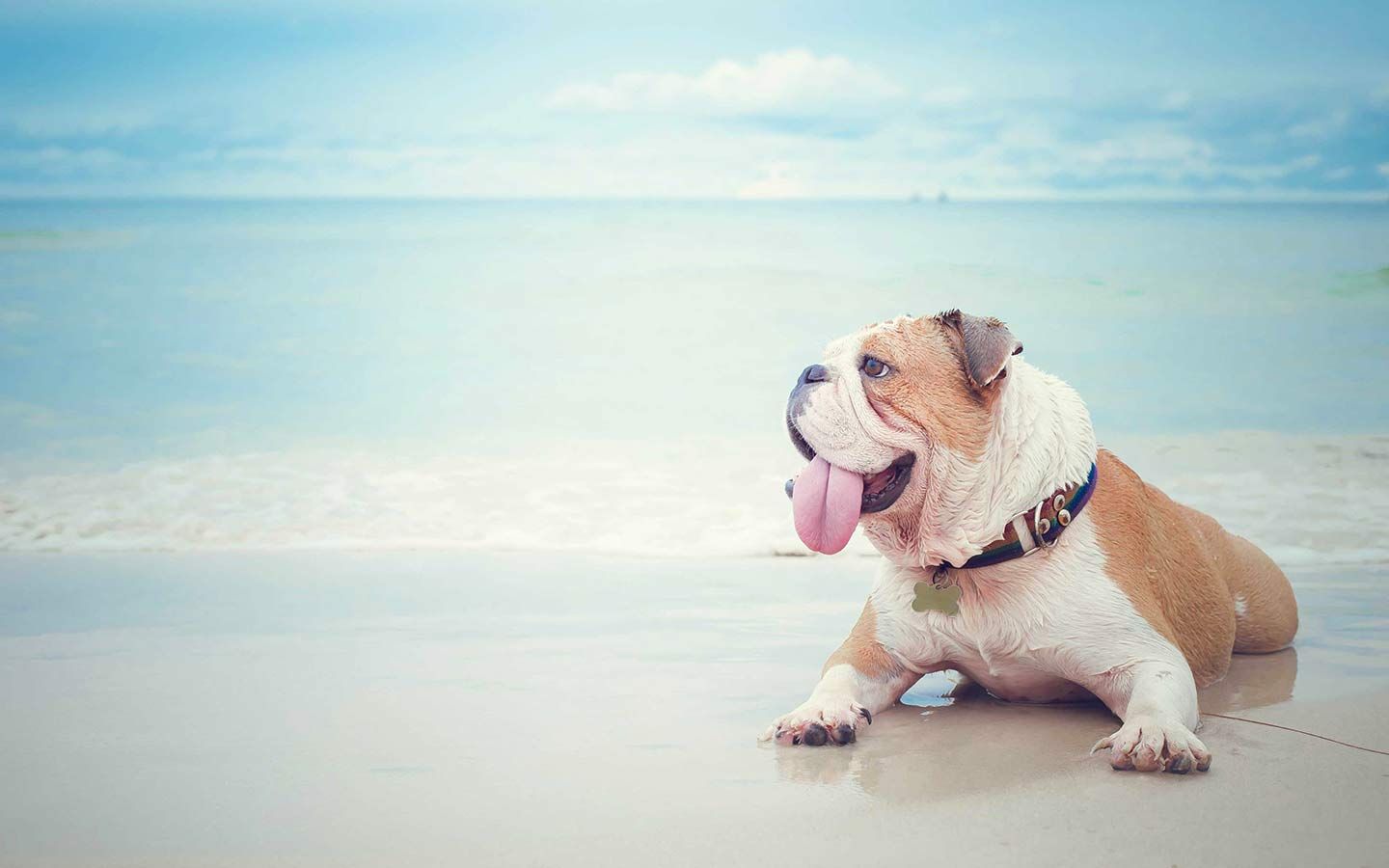 Miami's Best Dog Friendly Parks And Beaches