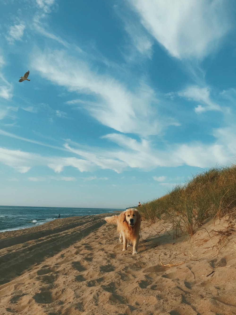 brown dog on beach shore during daytime photo