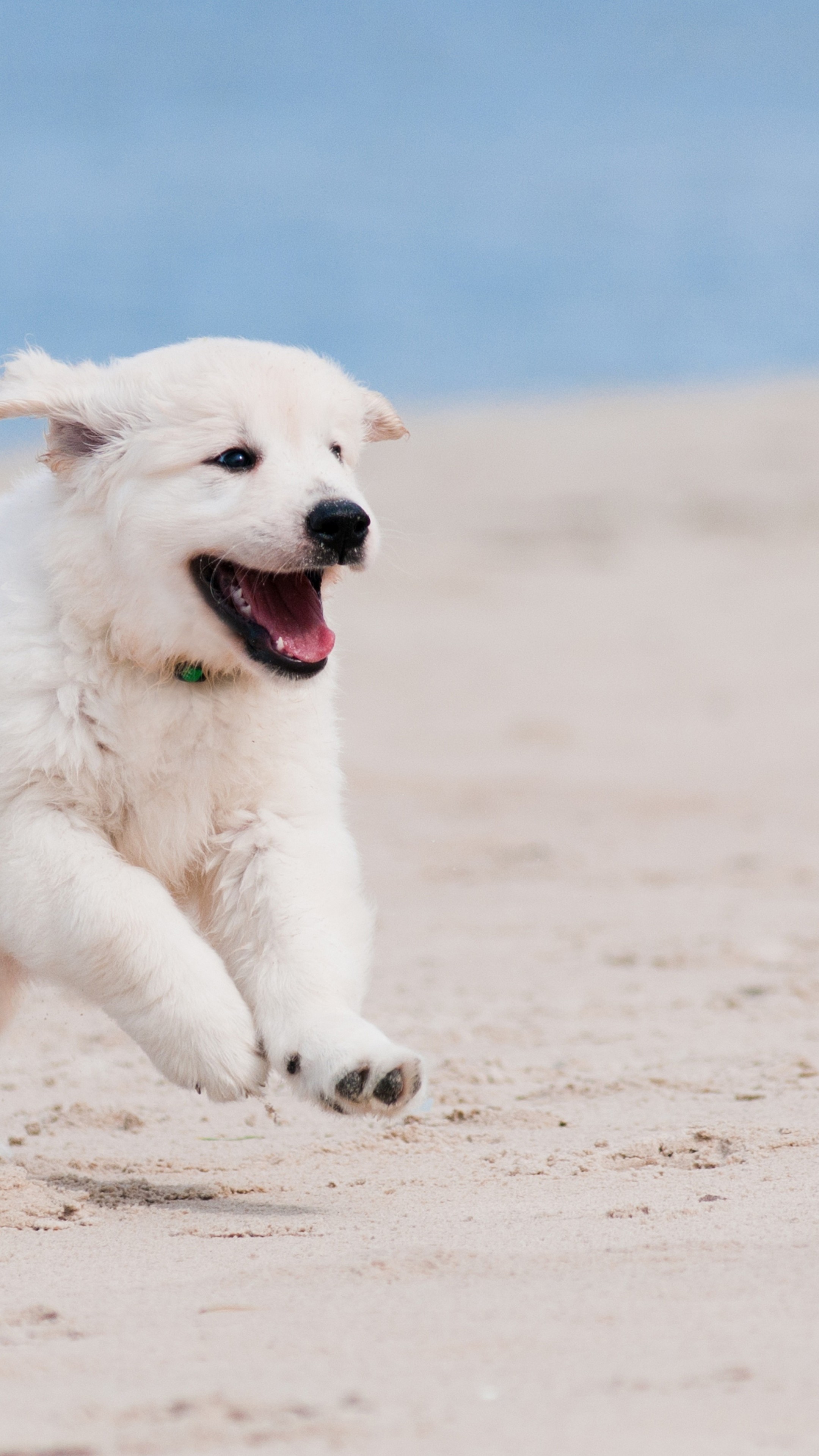 Wallpaper Dog, puppy, white, animal, pet, beach, sand, sea, Animals