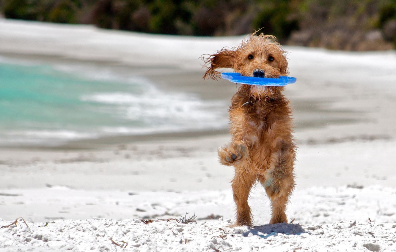 Wallpaper sea, beach, background, each, widescreen, Wallpaper, the game, dog, wet, play, wallpaper, wet, beach, sea, widescreen, dog image for desktop, section собаки