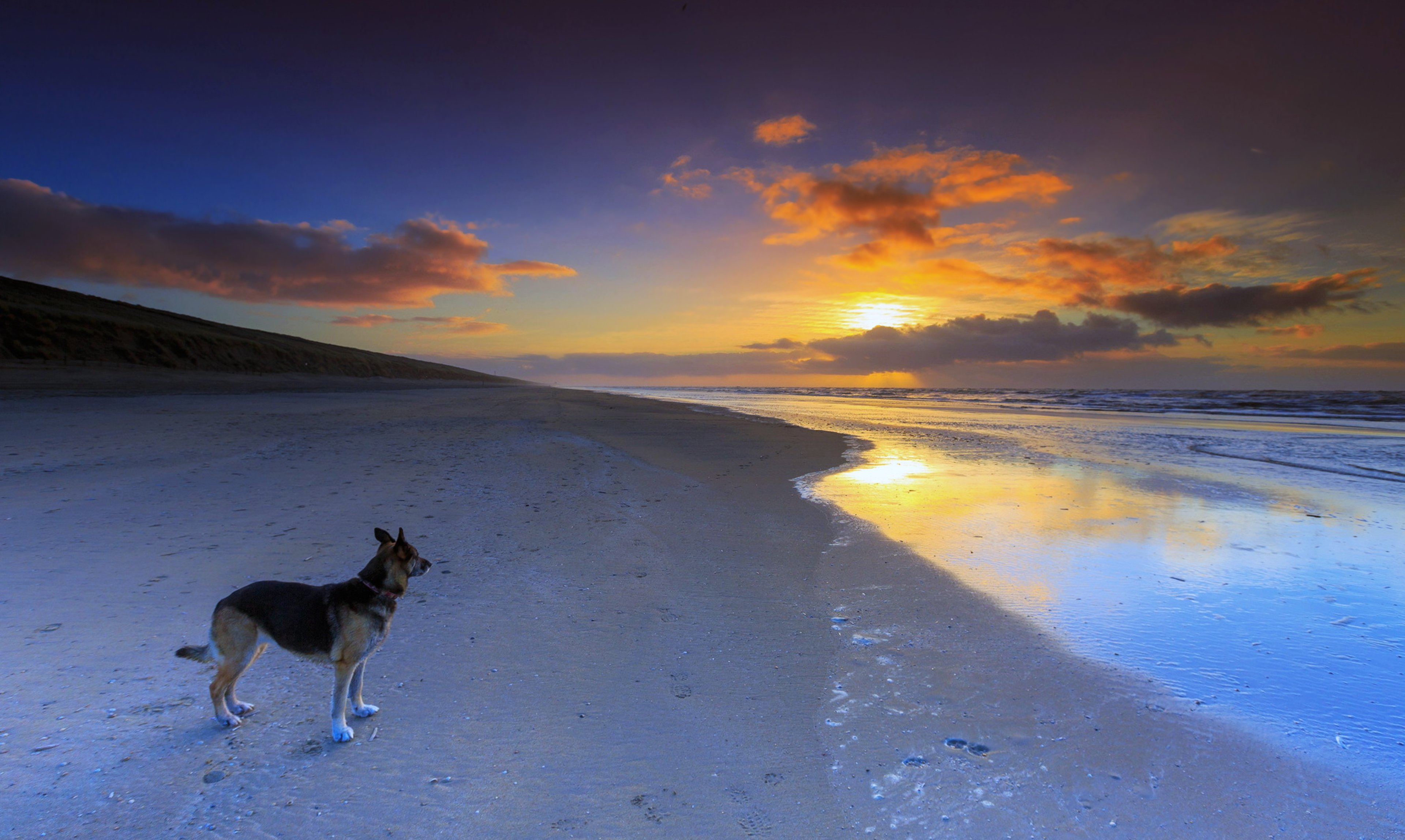 dog, Beaches, Sea, Ocean, Sunset, Sky, Clouds, Beauty, Romantic, German, Shepherd Wallpaper HD / Desktop and Mobile Background