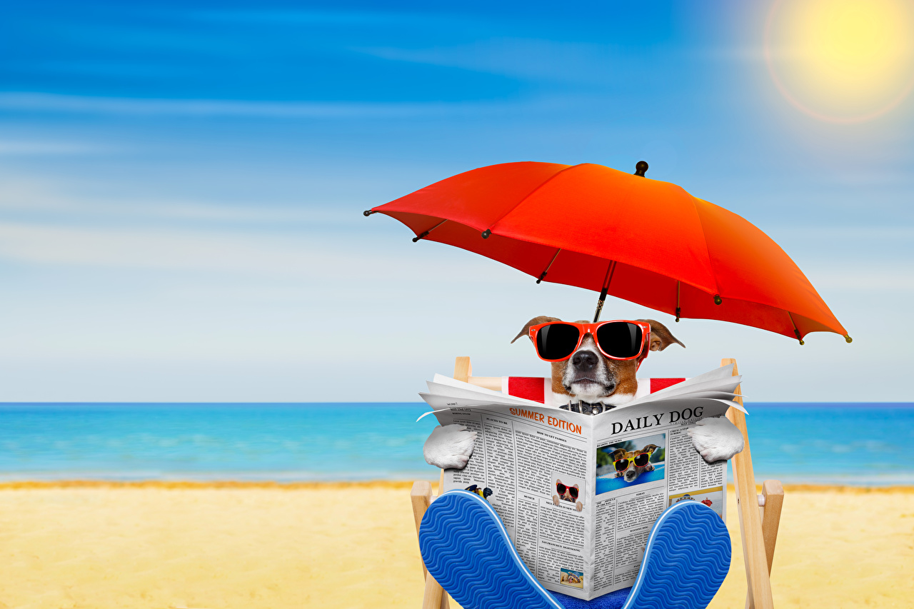 Desktop Wallpaper Jack Russell terrier dog newspapers Beach Glasses