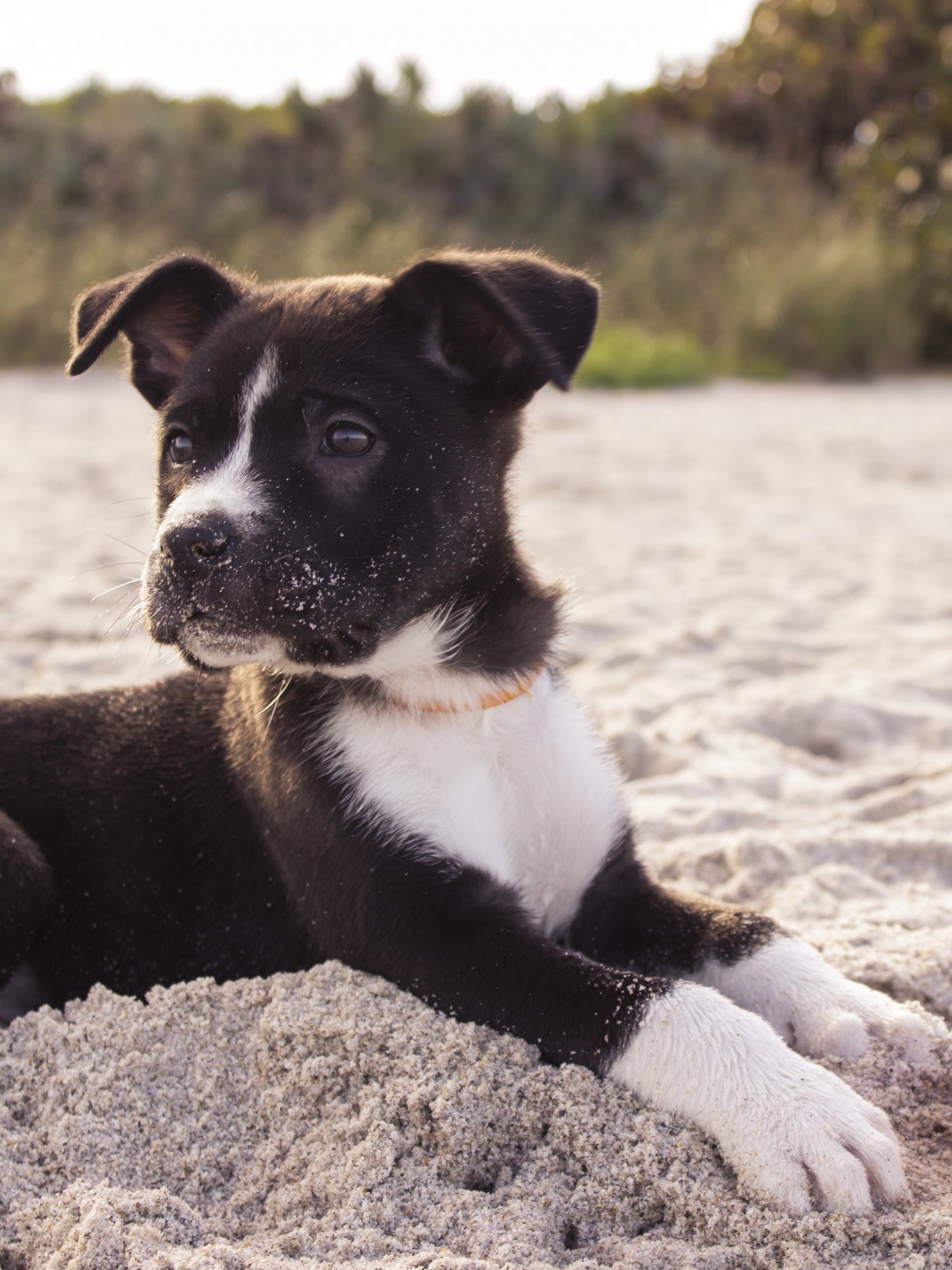 Puppy on the Beach Wallpaper, Android & Desktop Background