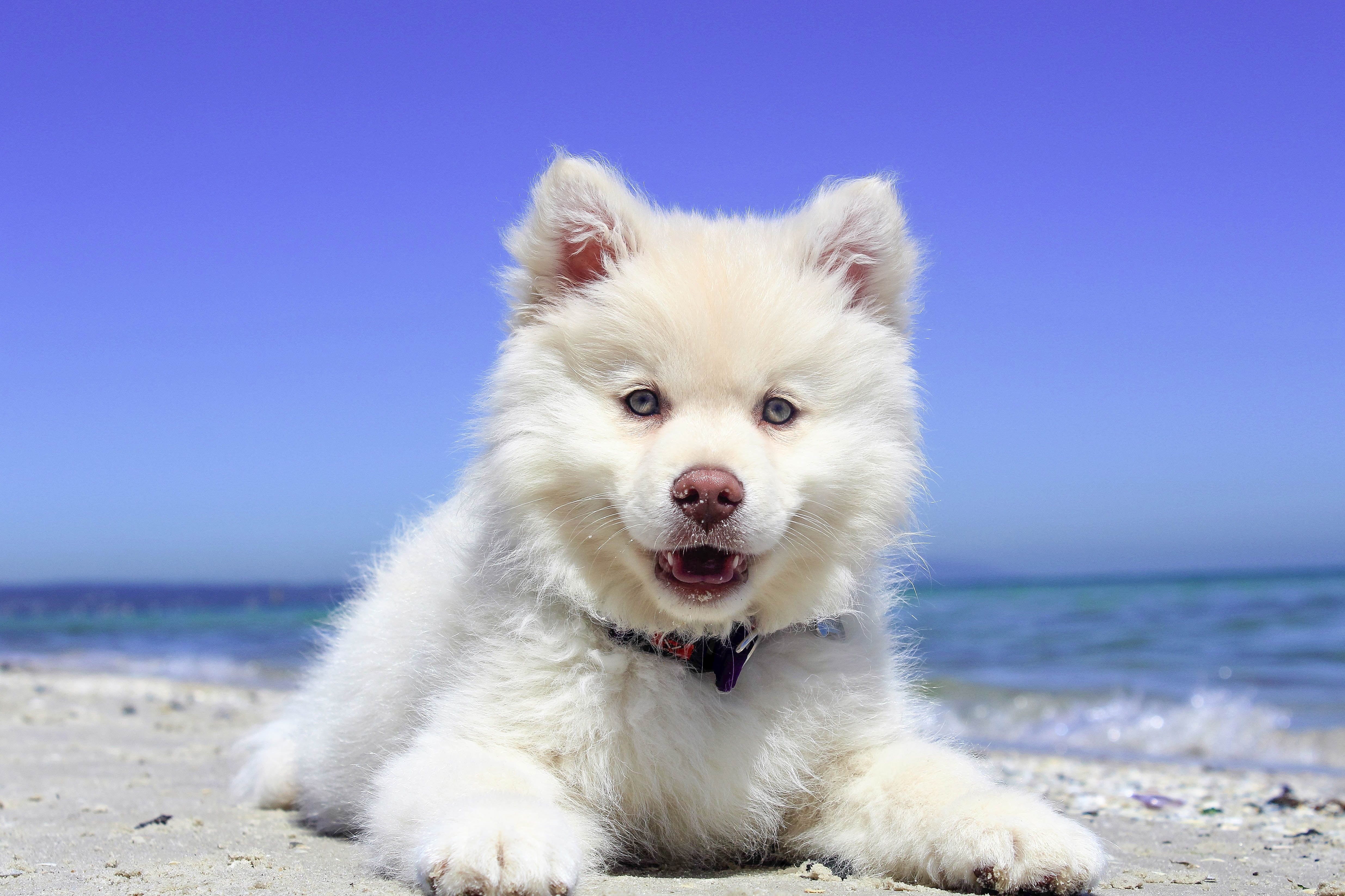 Husky Puppy On The Beach