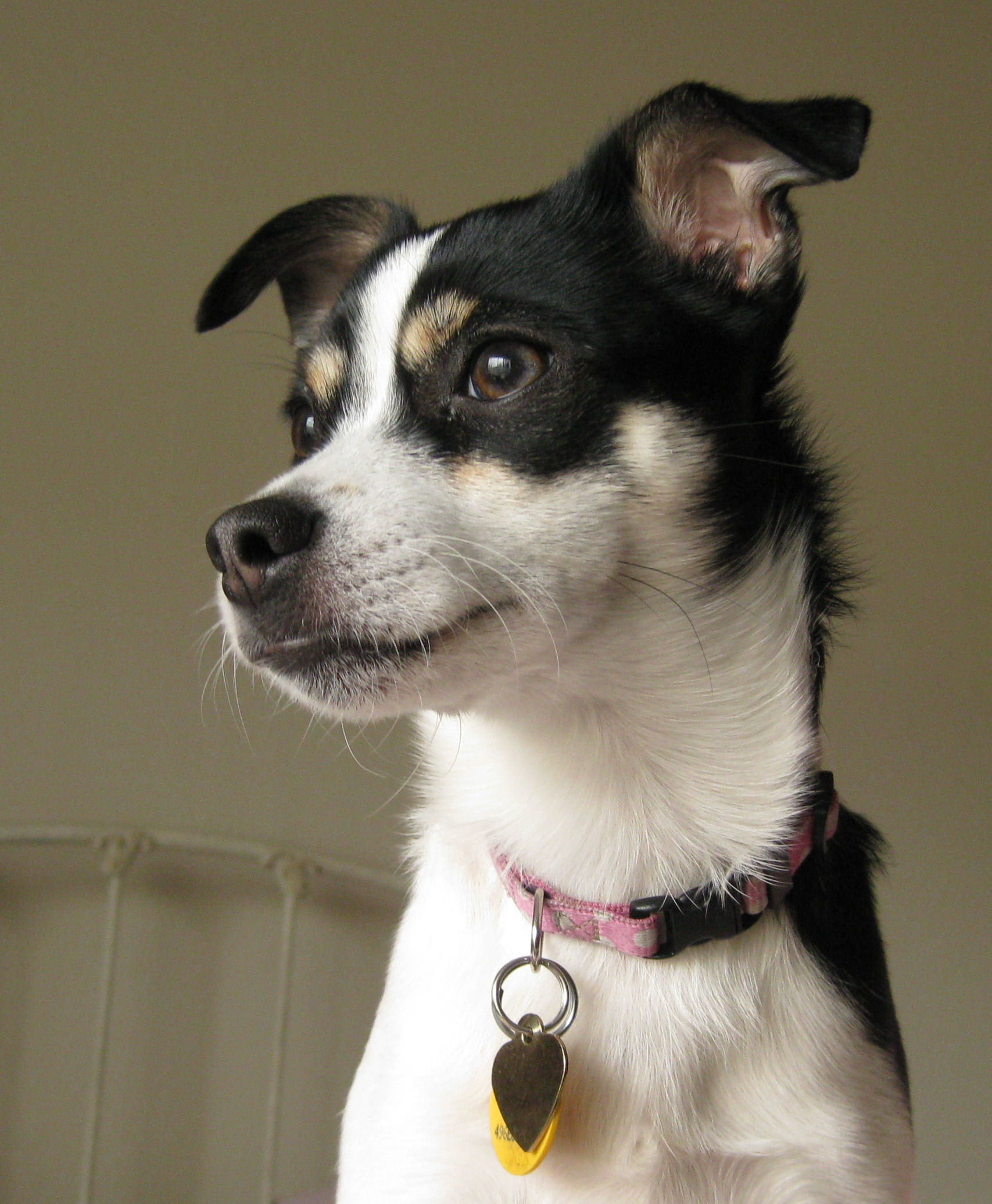 Rat Terrier Dog Face Wallpaper Russell Terrier Vs Rat Terrier