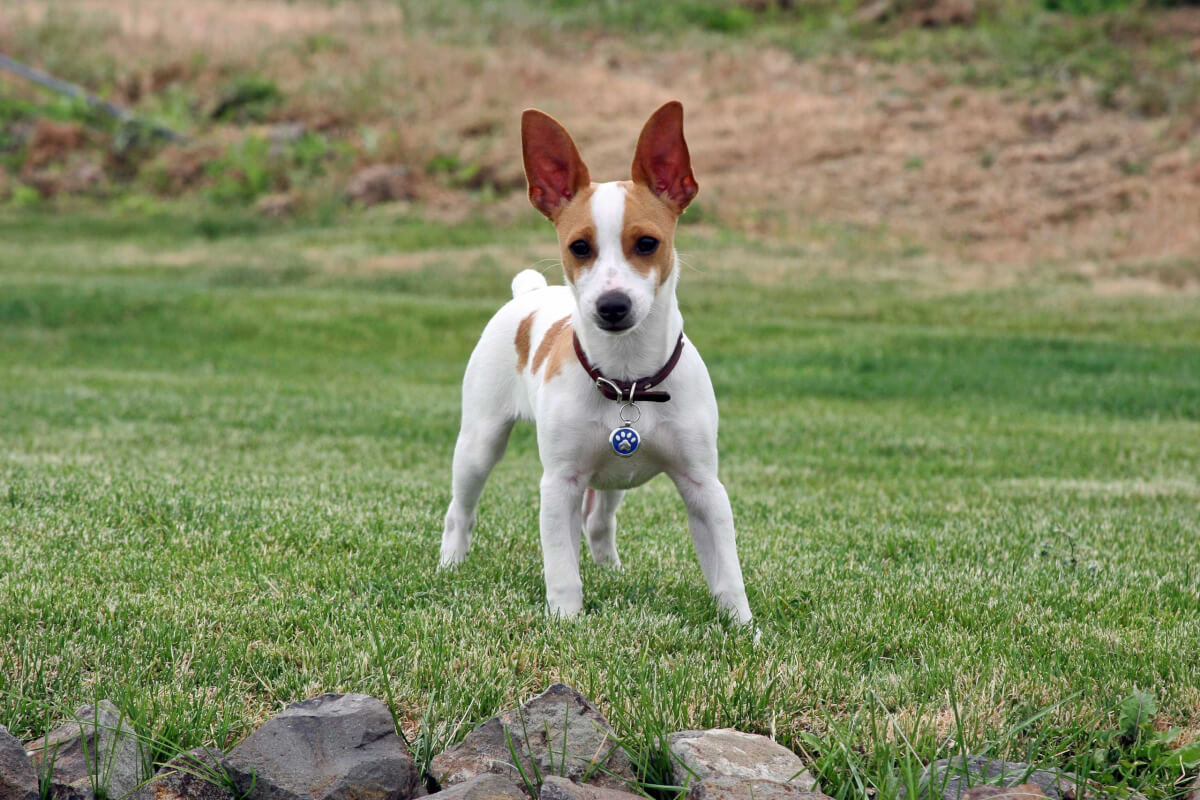 Rat Terrier Dog Breed Everything About Rat Terriers
