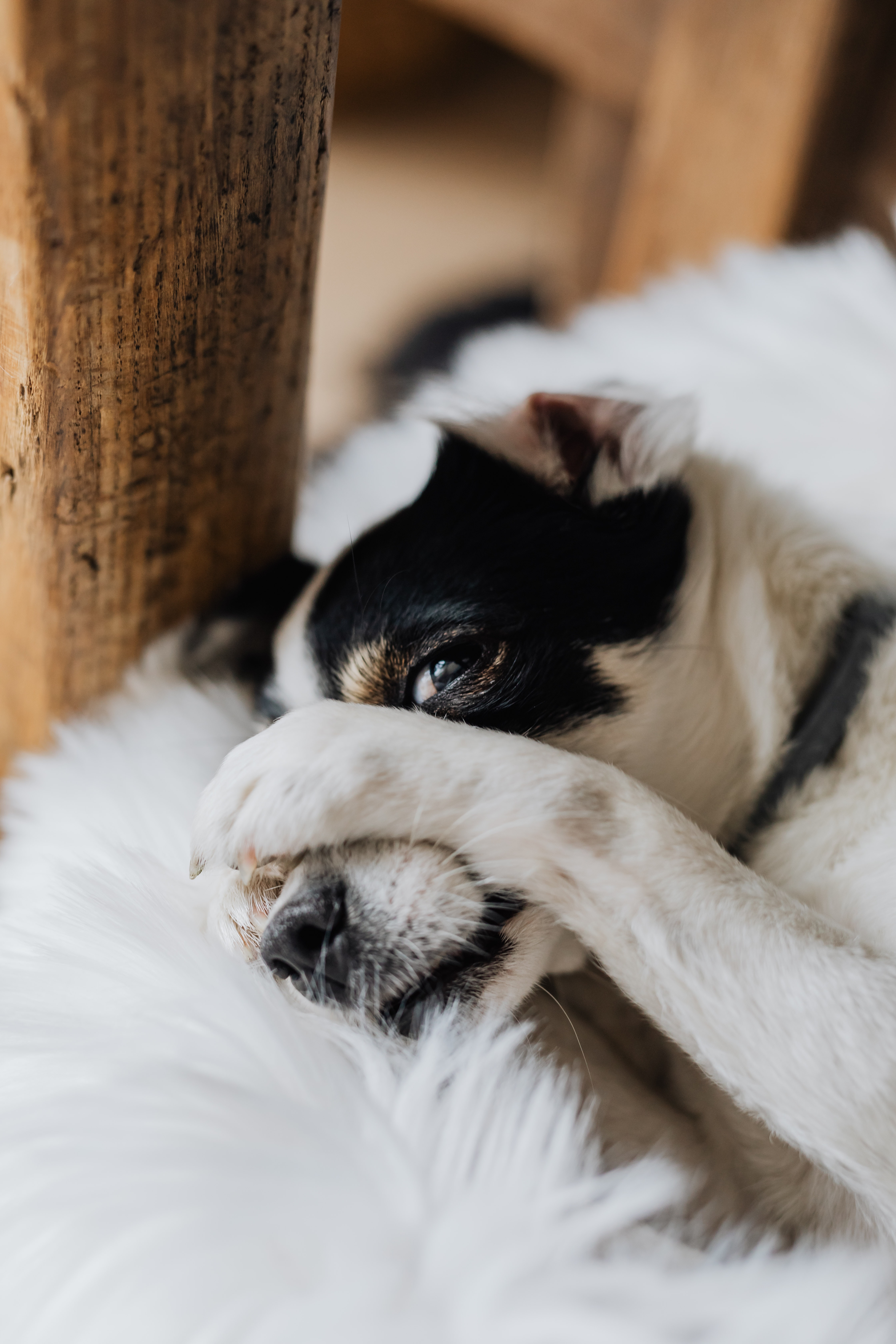 Funny Rat Terrier with paws on head · Free