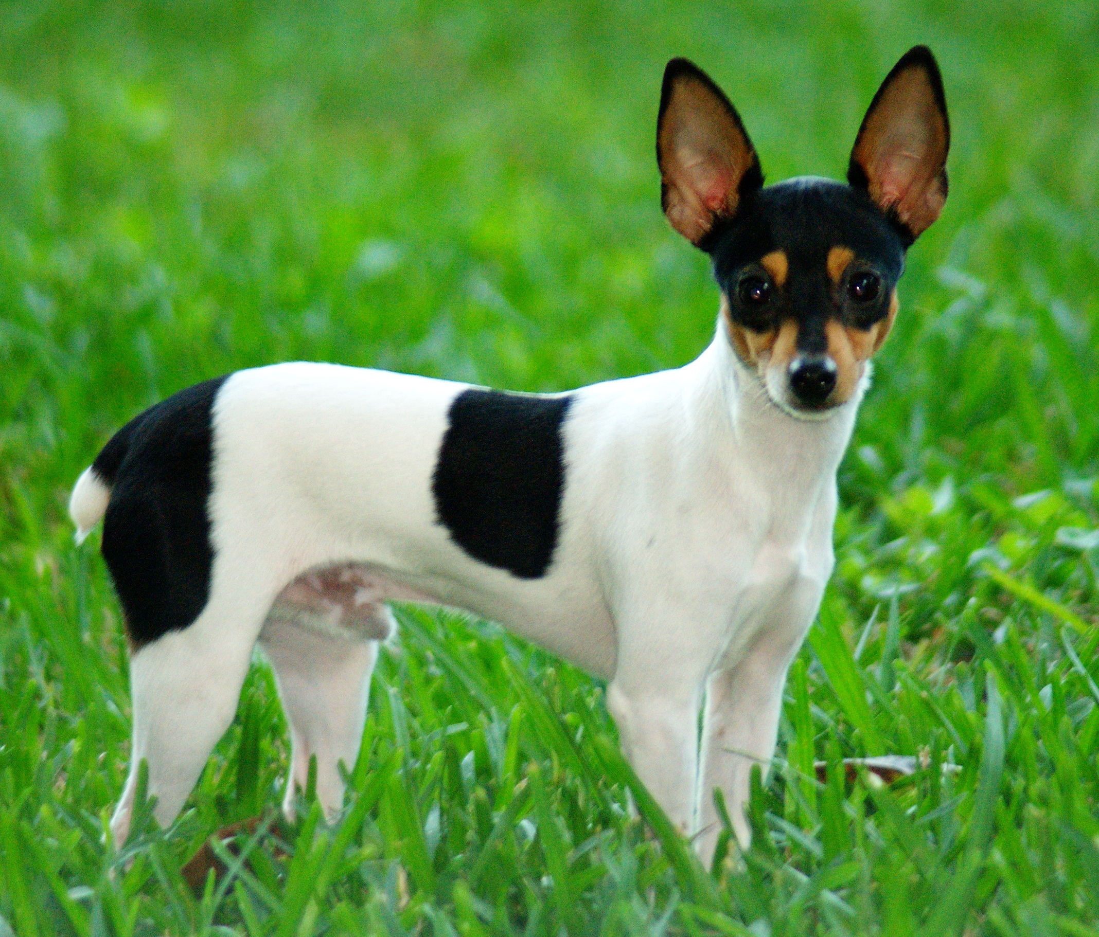 Free photo: Rat Terrier, Dog, Friend