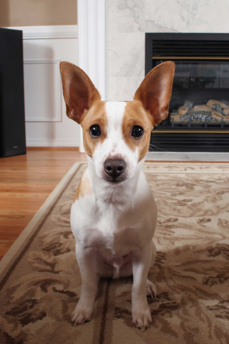 Rat Terrier Dog Breed Everything About Rat Terriers