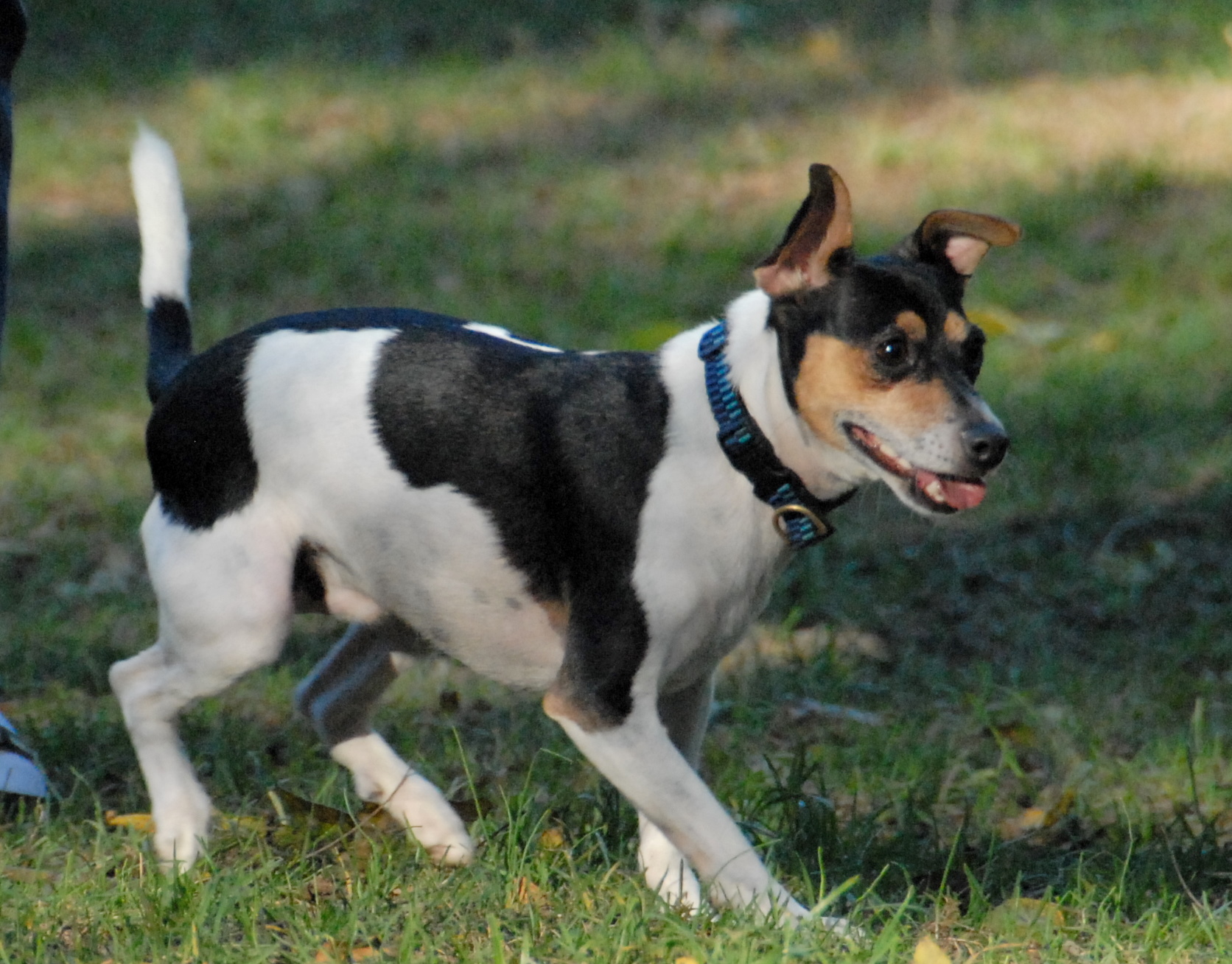 Jack Rat Terrier Info, Temperament, Puppies, Picture