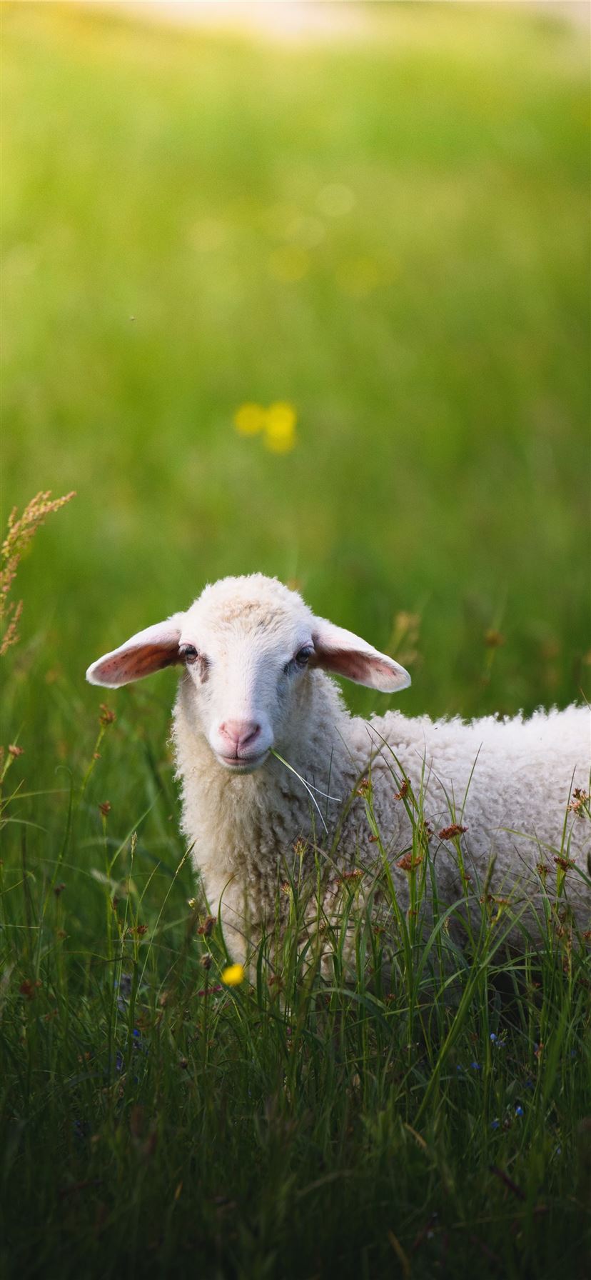 sheep on grass field iPhone 11 Wallpaper Free Download